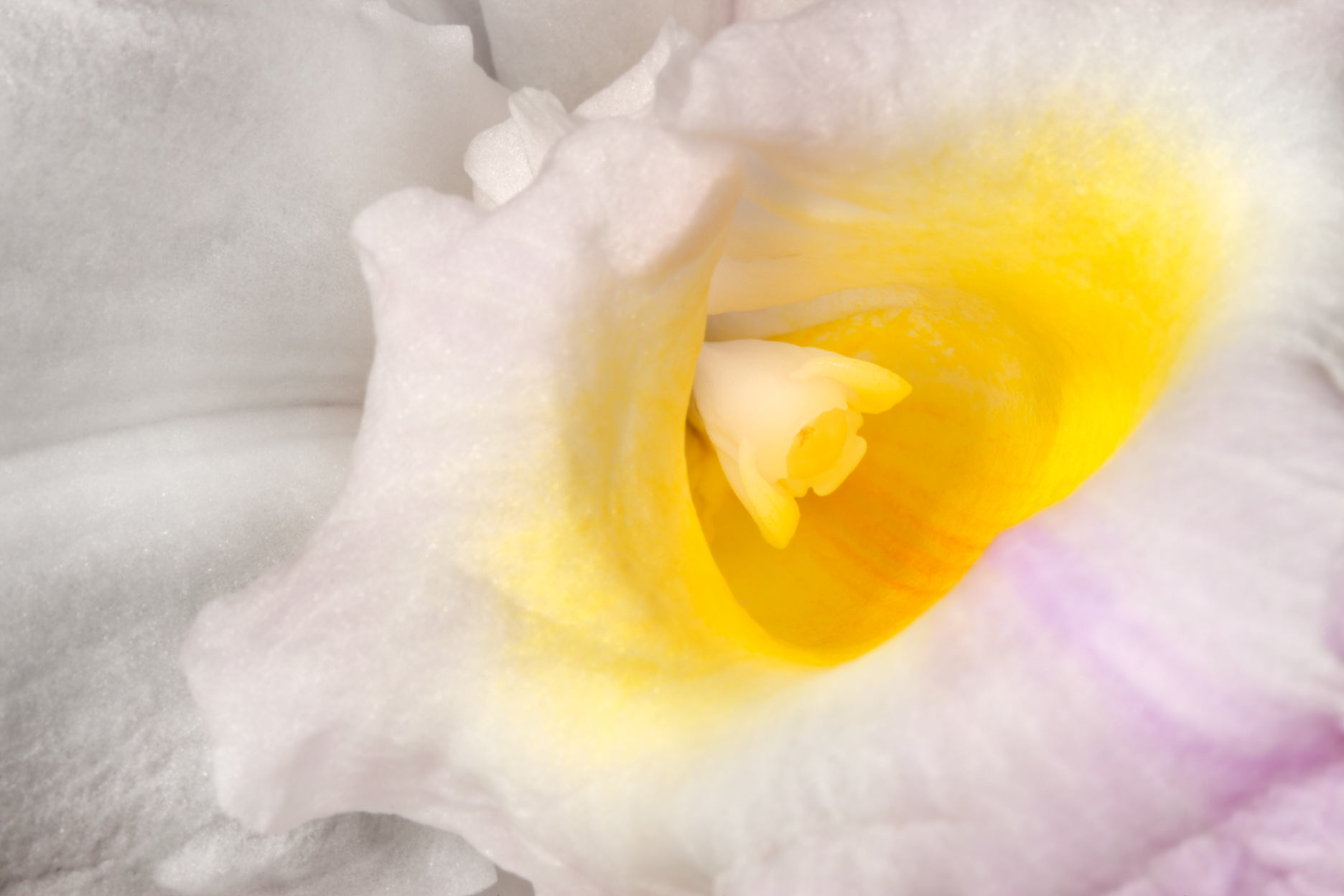 Sobralia orchid --Sobralia macrantha by joSon