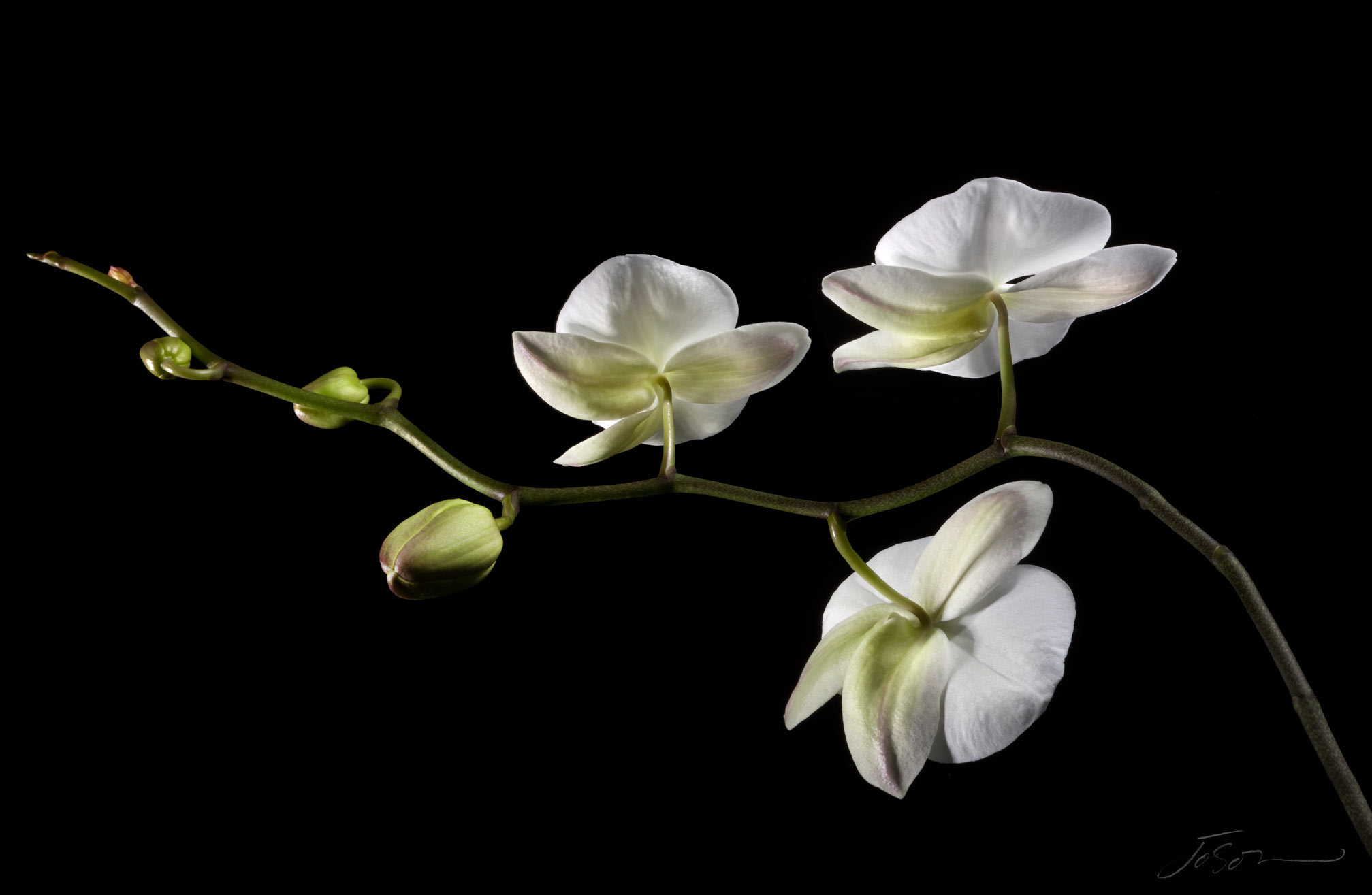 joSon_Orchid_flower_49.jpg