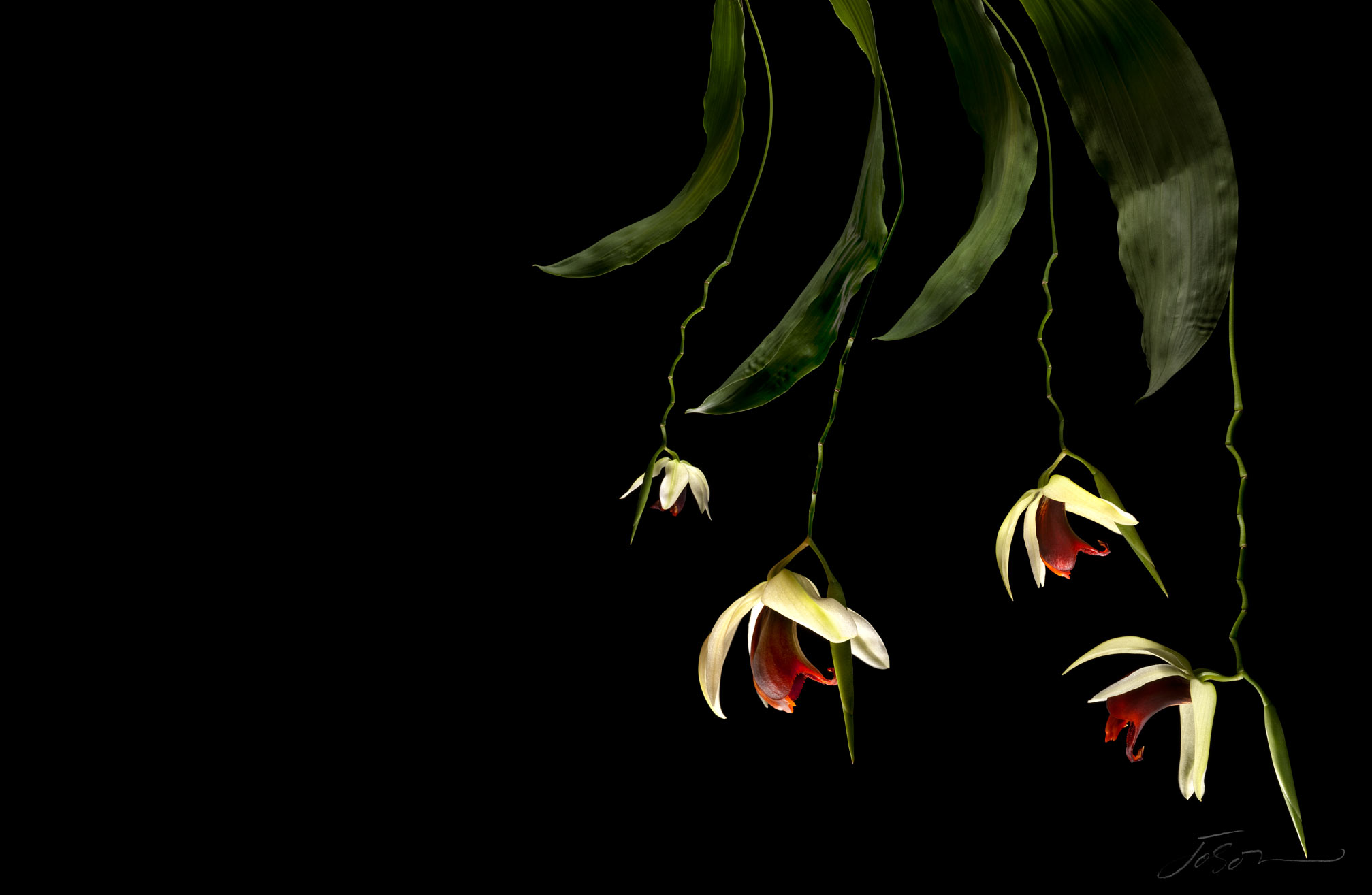joSon_Orchid_flower_51.jpg