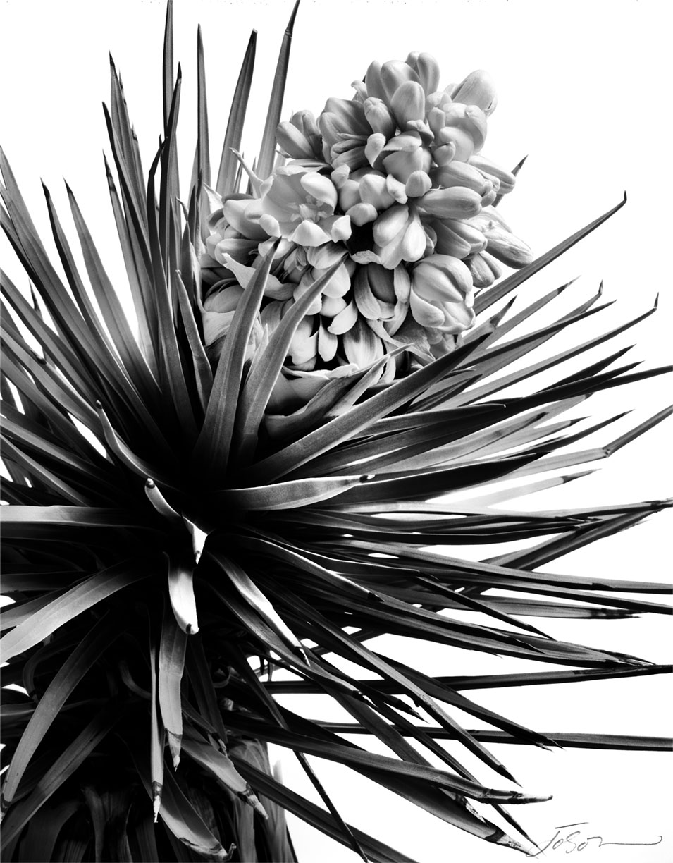 Joshua flowers (Yucca brevifolia),  Polaroid type 55  film