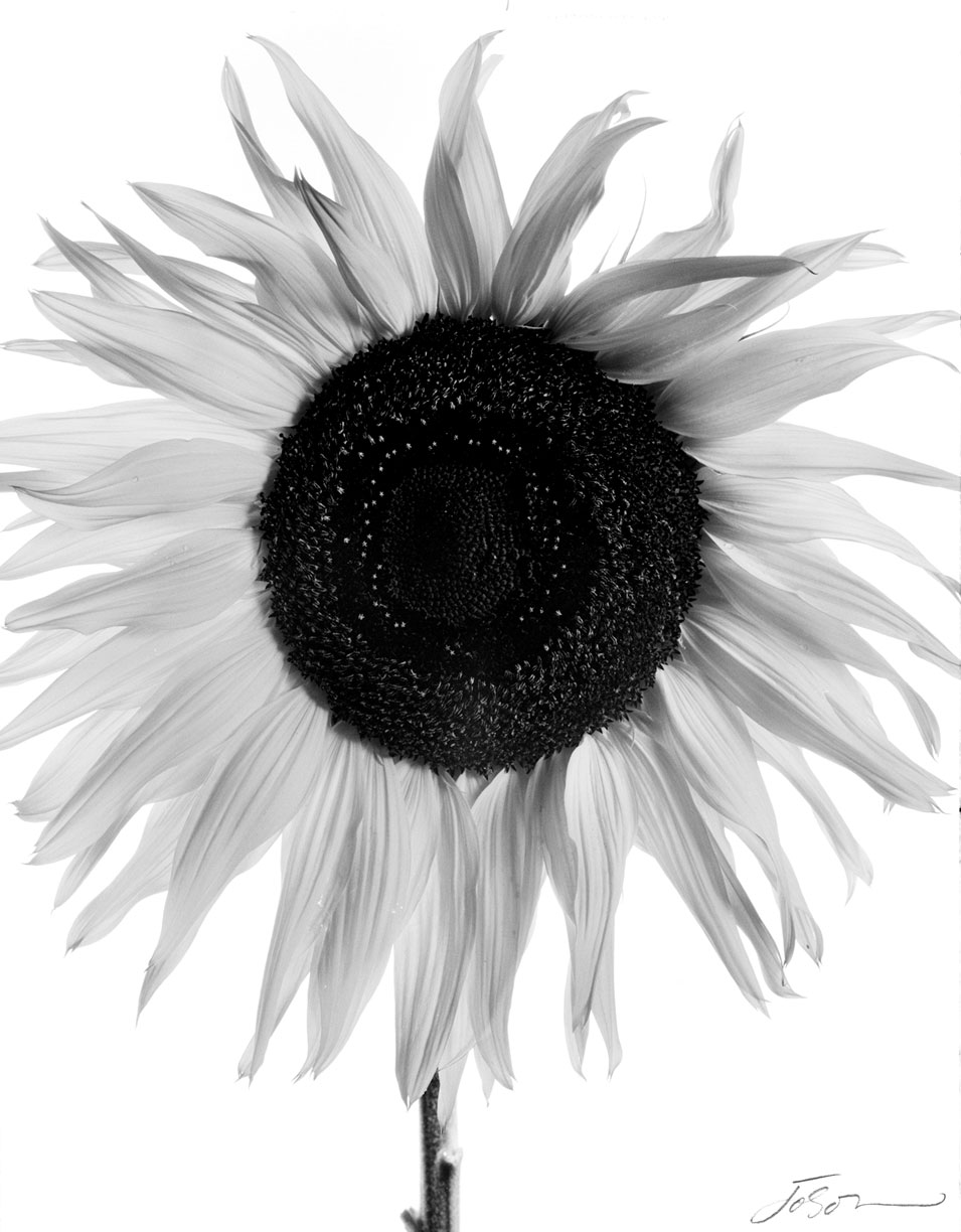 Sunflower (Helianthus sp.) Polaroid type 55  film