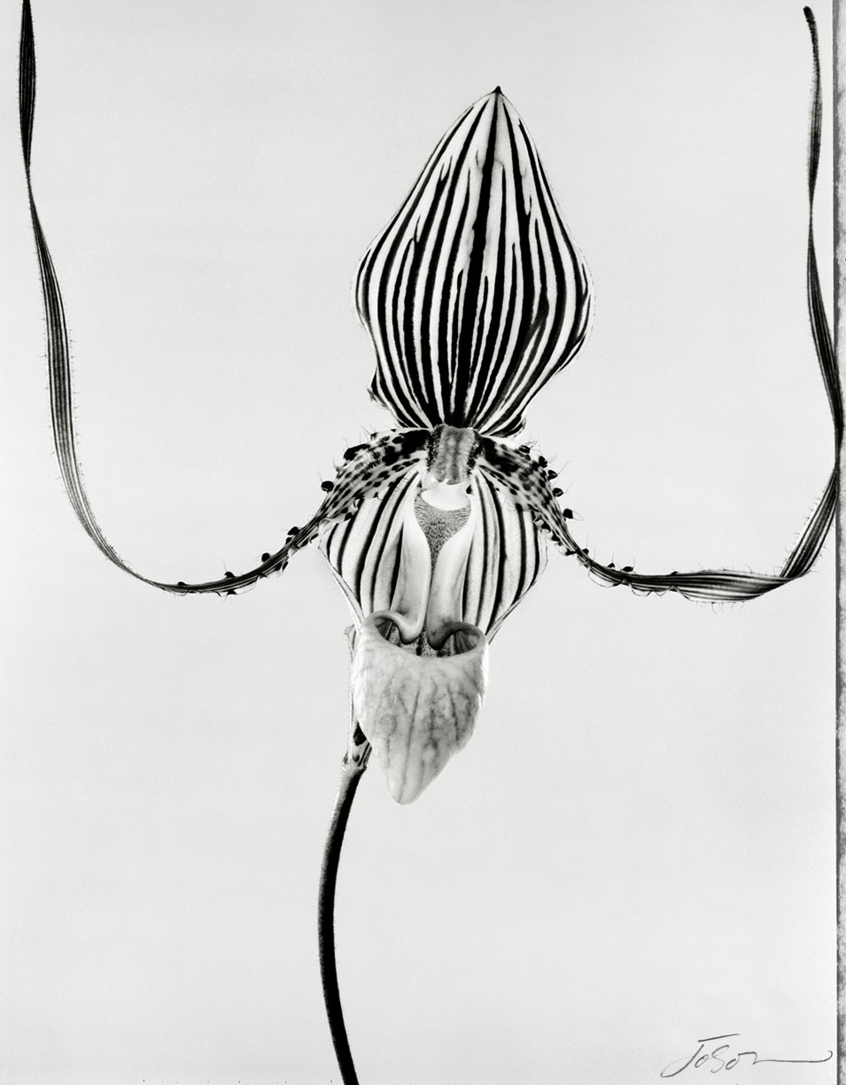 Orchid by joSon shot on Polaroid type 55  film
