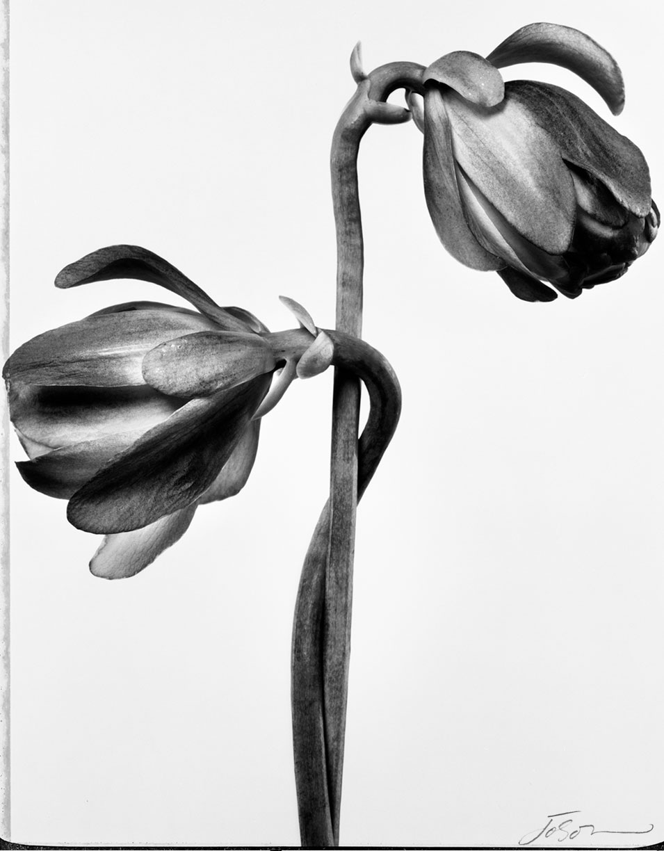 Purple Pitcher Plant -the lover