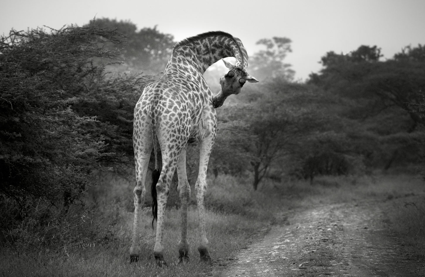 joSon Africa Project-Giraffe