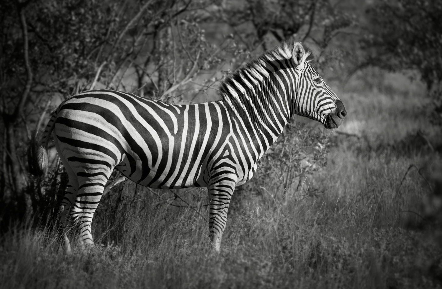 joSon_africa_004