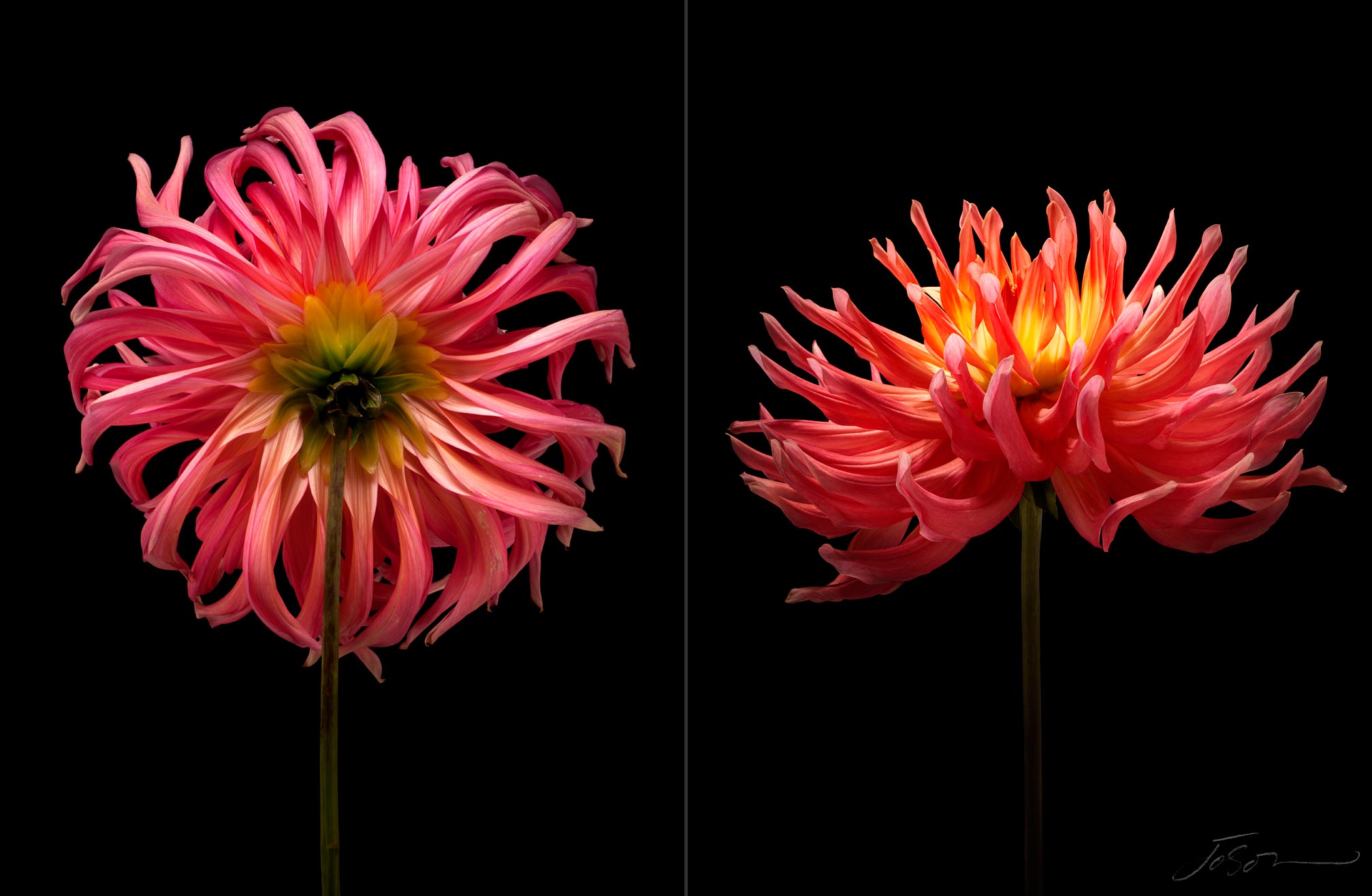 joSon_dahlia_flower_02.jpg