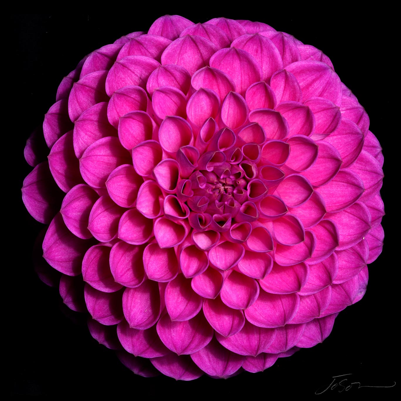 joSon_dahlia_flower_09.jpg