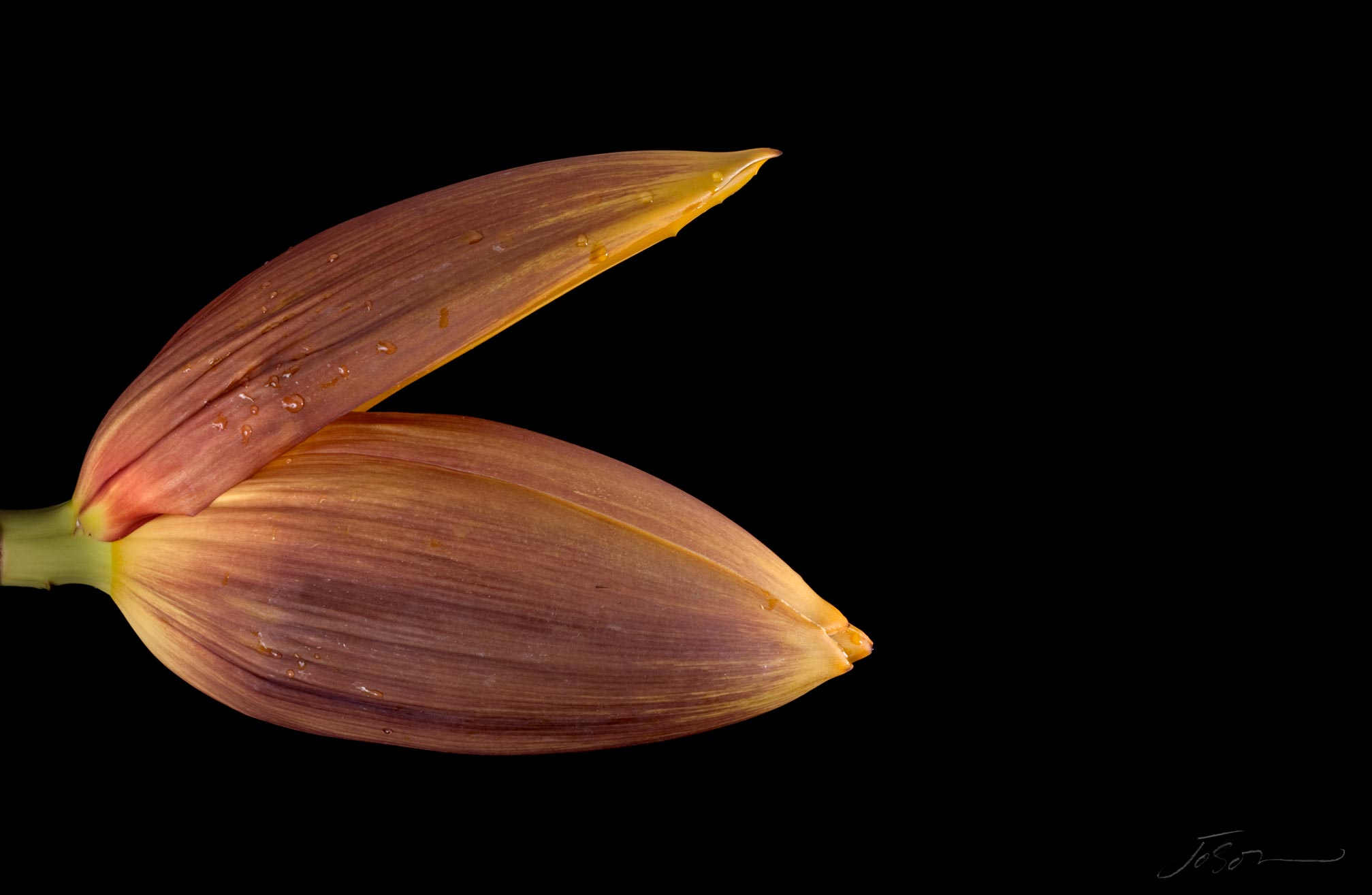 Banana flower bud --Musa basjoo