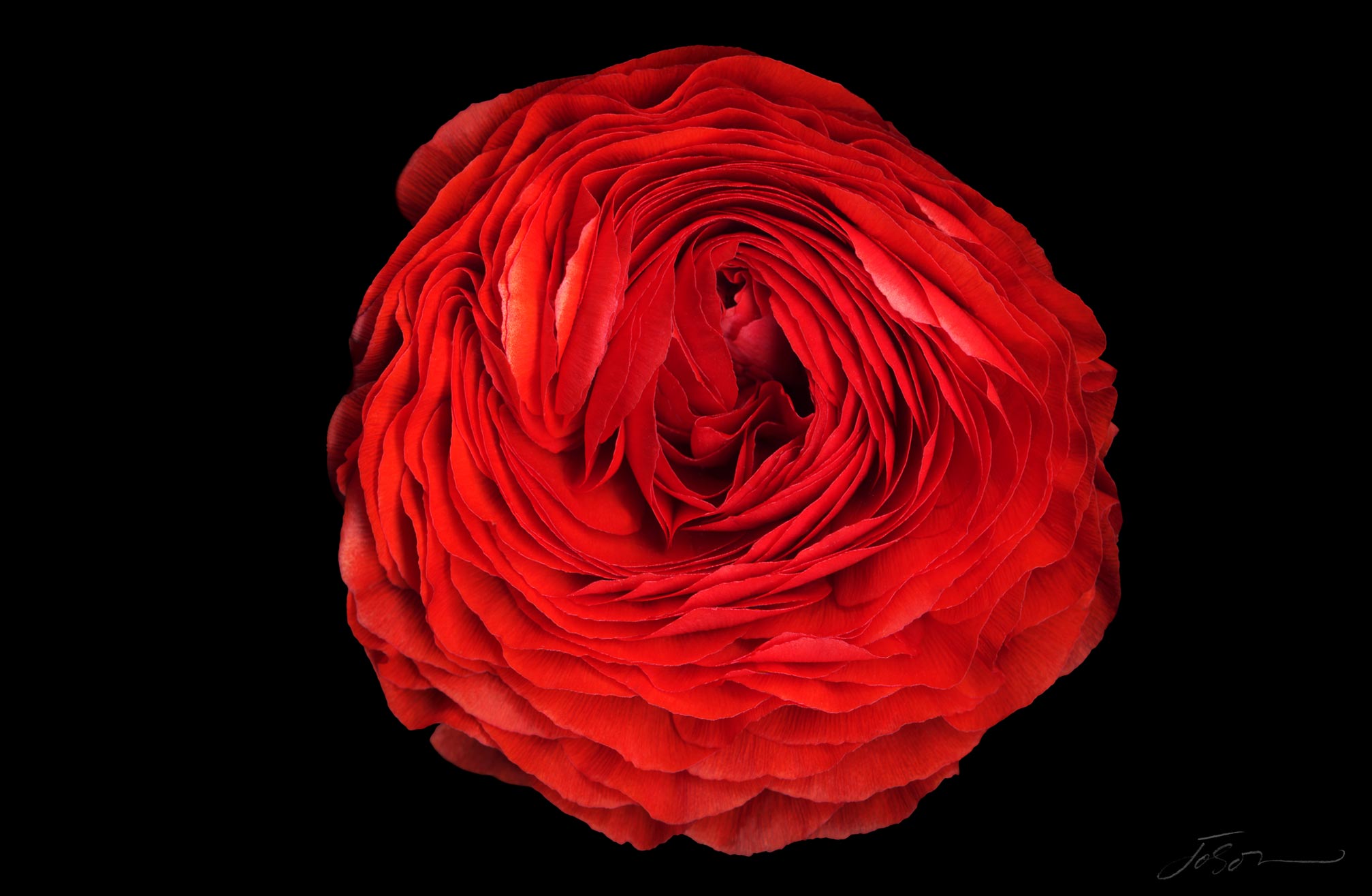 Red Persian Buttercup --Ranunculus asiaticus