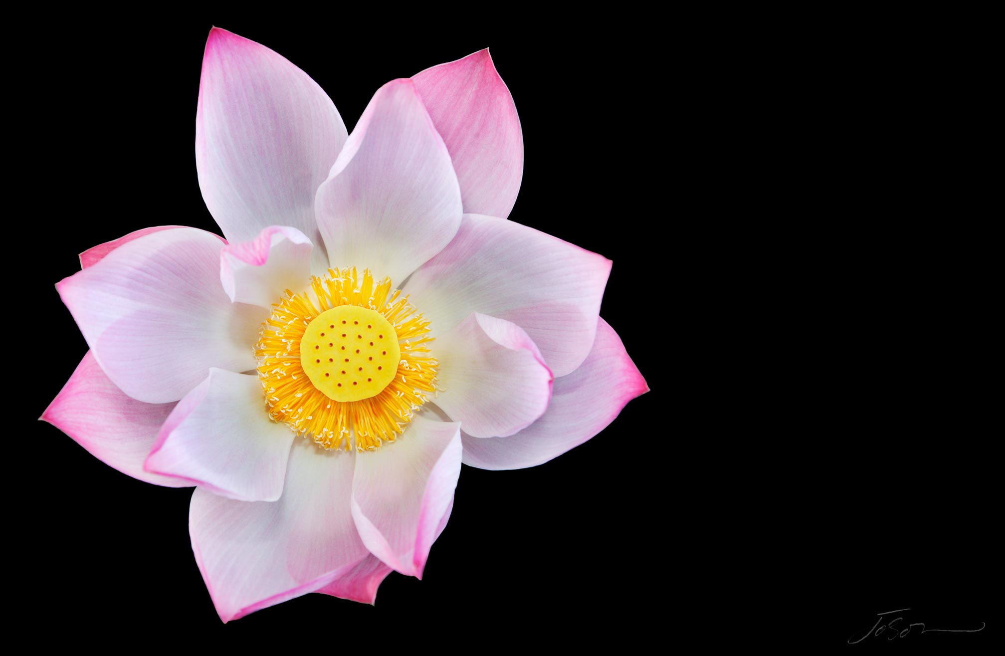 Lotus flower --Nelumbo nucifera