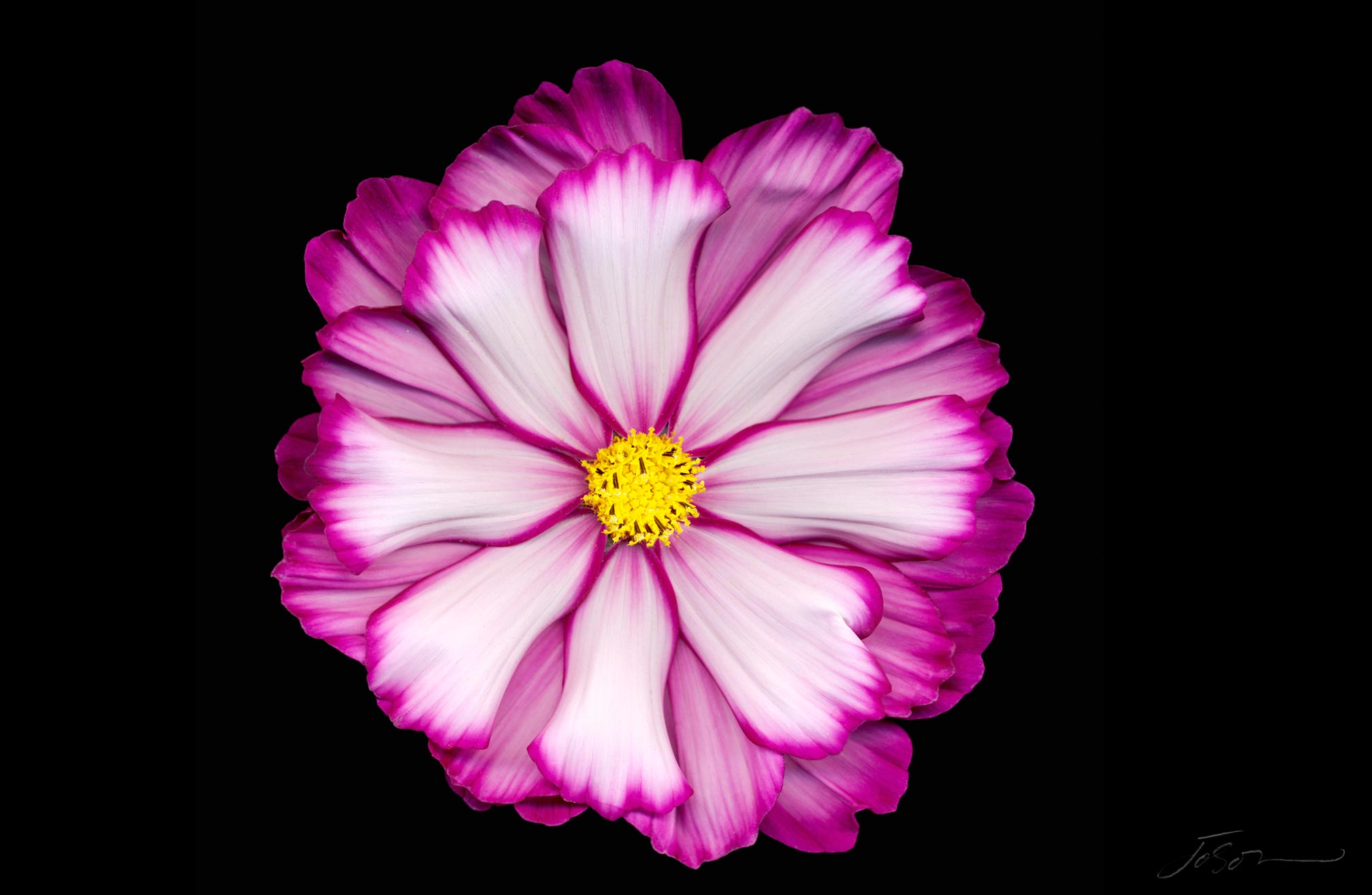 joSon_flower_fotanical2_14.jpg