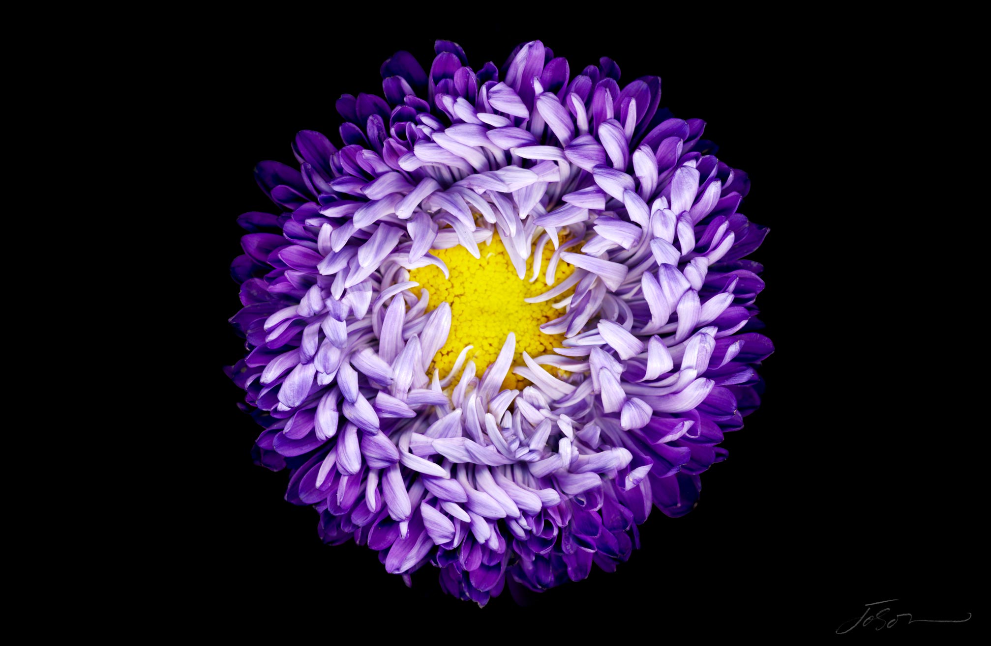 joSon_flower_fotanical2_15.jpg