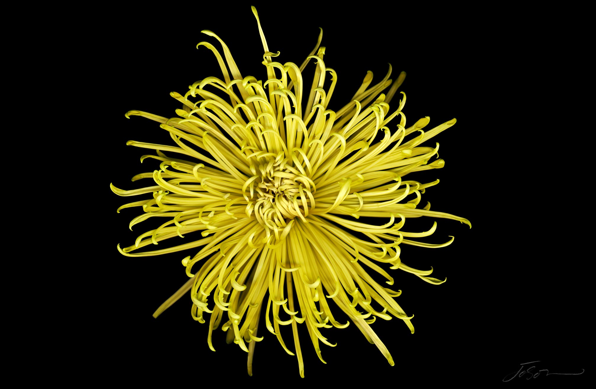 Yellow chrysanthemum by joSon