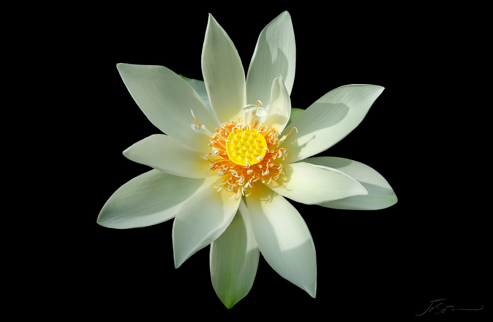 joSon_flower_fotanical2_20.jpg
