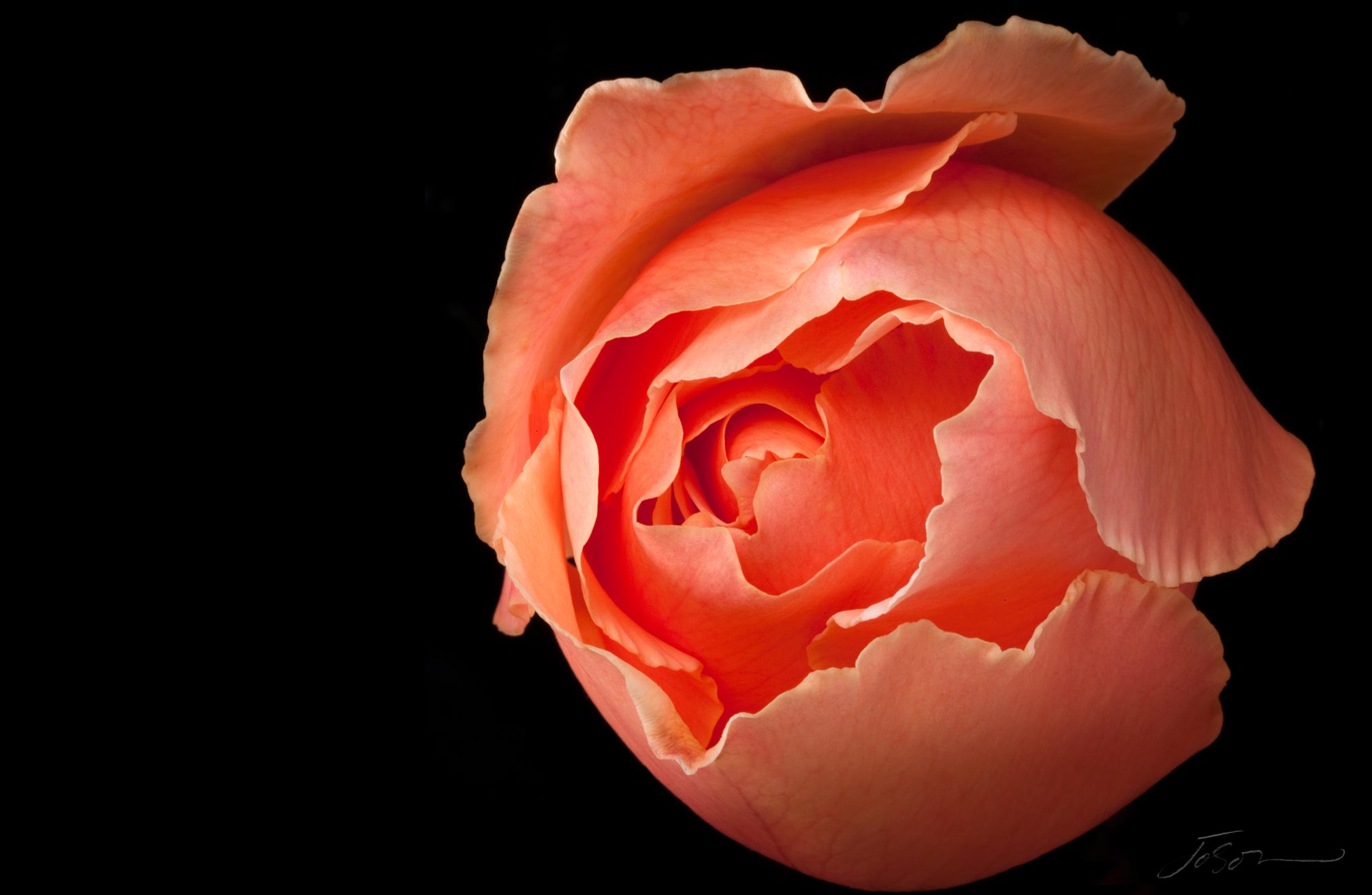 joSon_flower_fotanical2_24.jpg