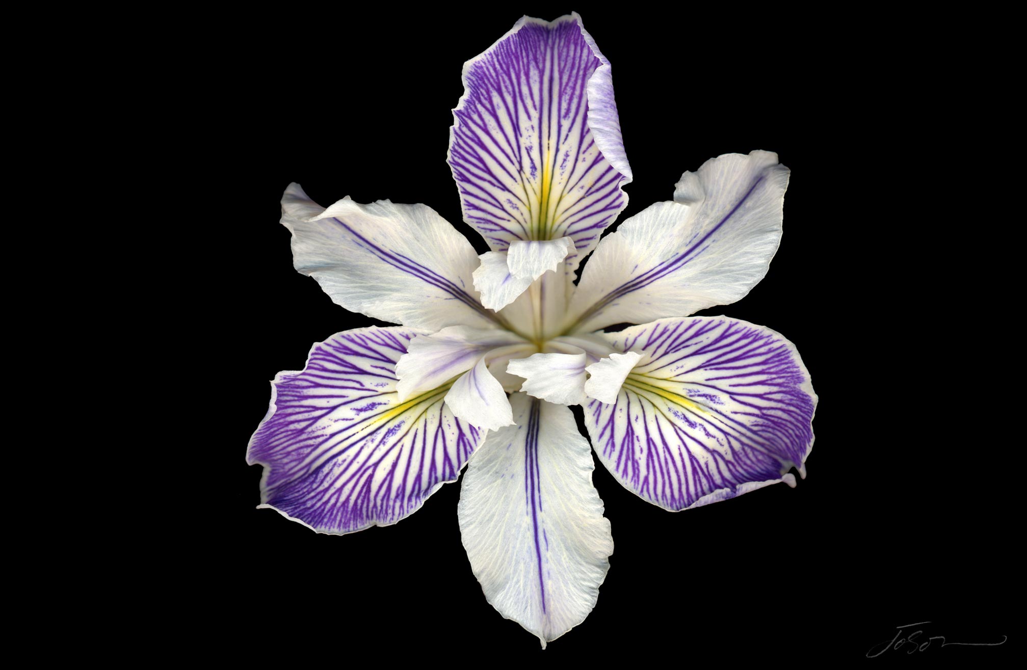 joSon_flower_fotanical2_26.jpg