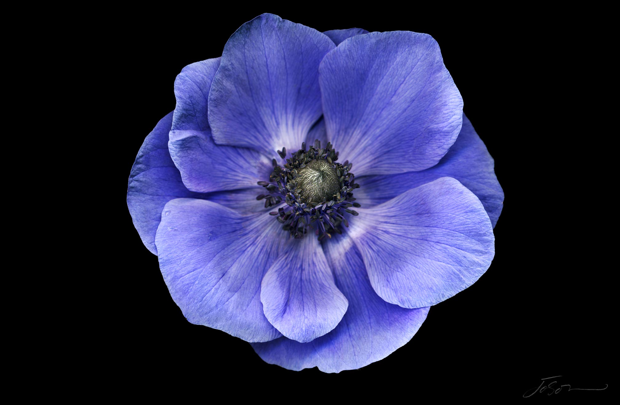 joSon_flower_fotanical2_31.jpg