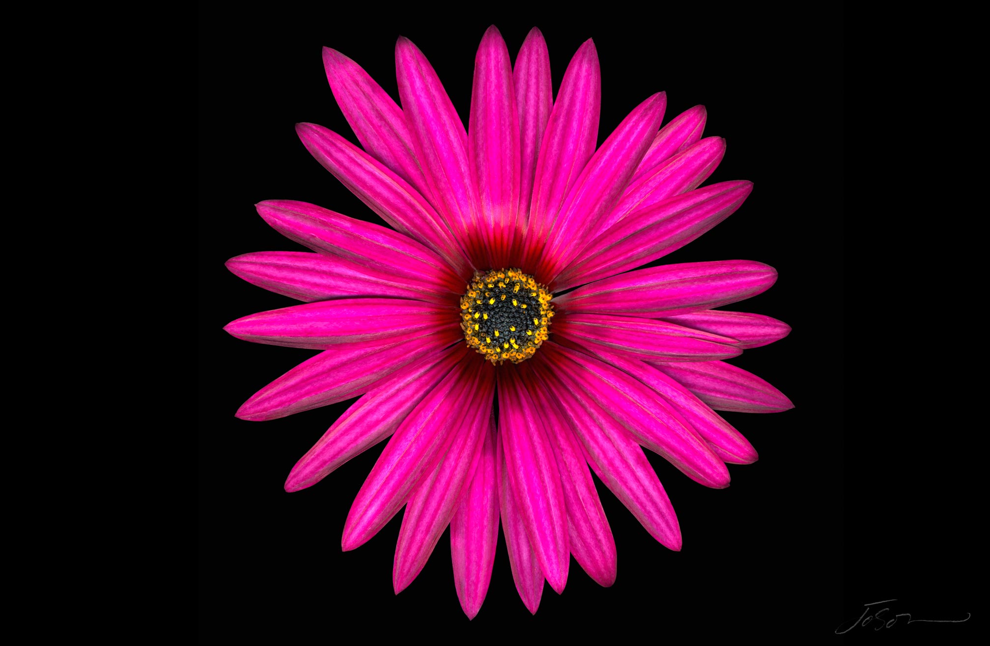 joSon_flower_fotanical2_38.jpg