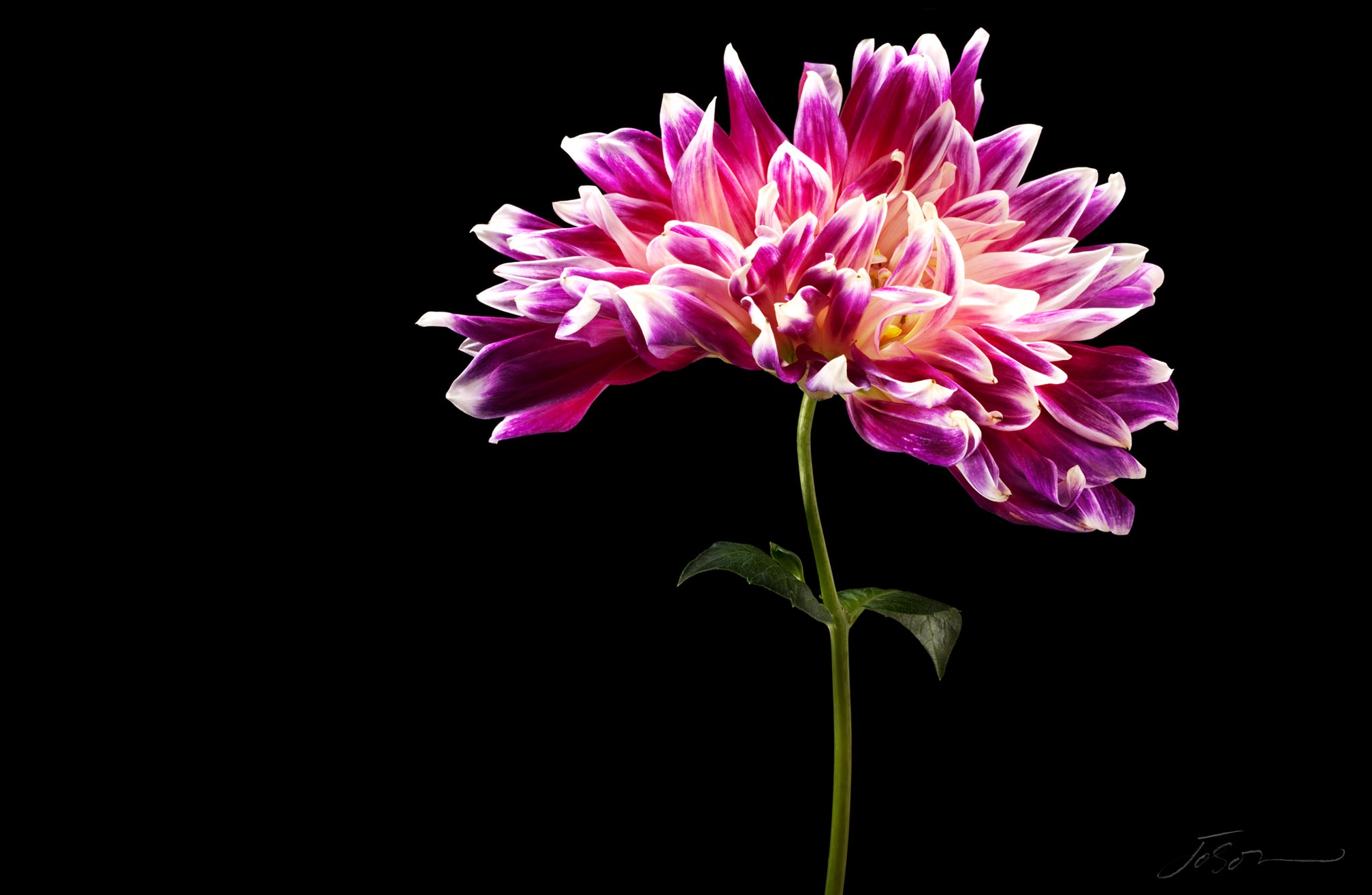 joSon_flower_fotanical2_51.jpg