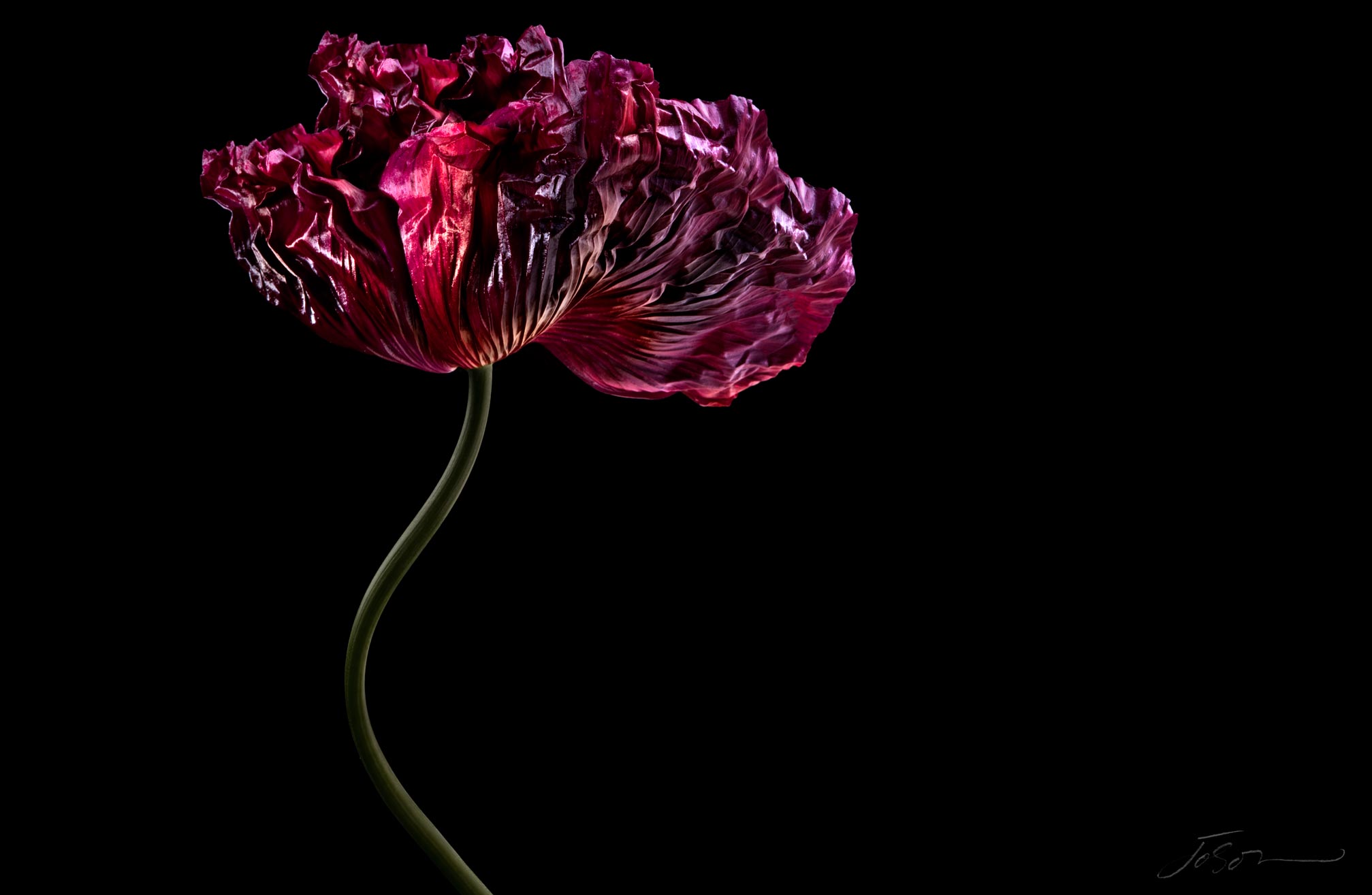 Oriental poppy-Papaver orientale 