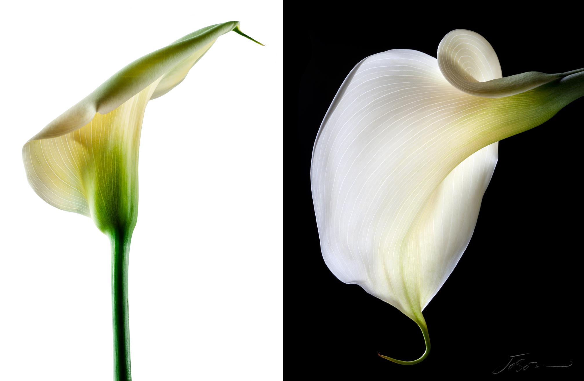 joSon_flower_fotanical_08.jpg