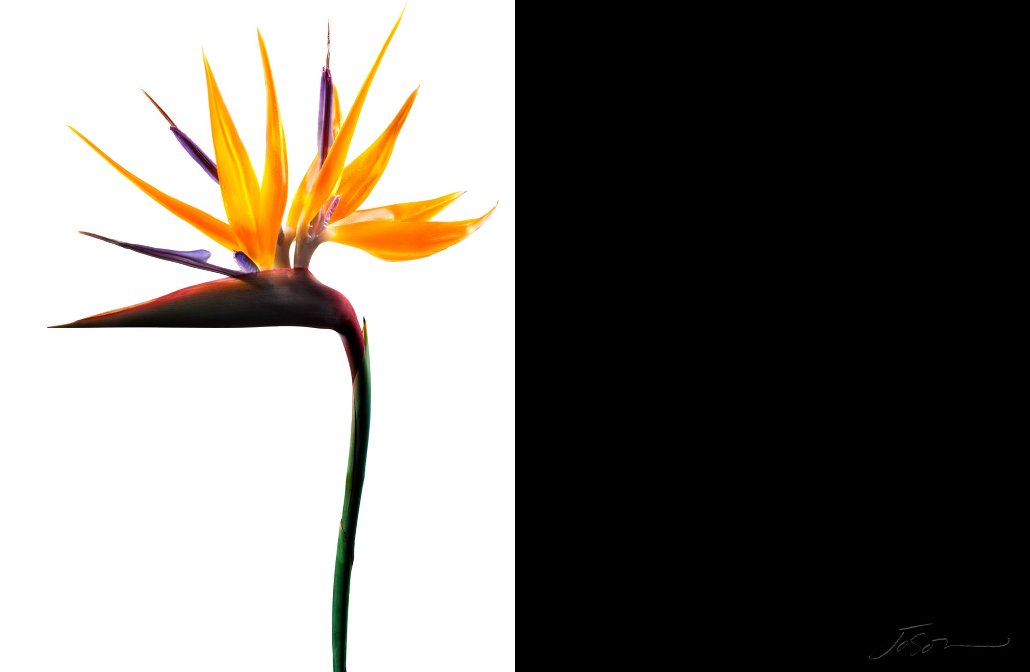 Bird of Paradise --Strelitzia reginae