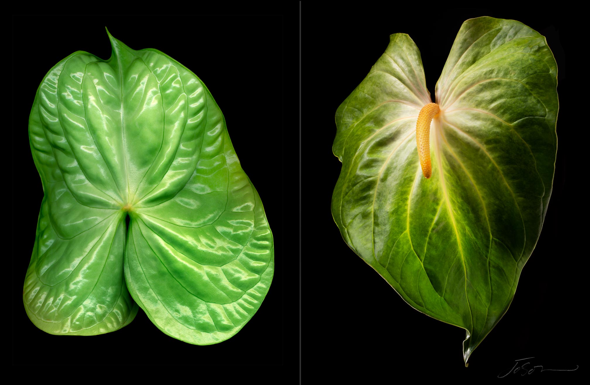 Yellow and green anthurium 