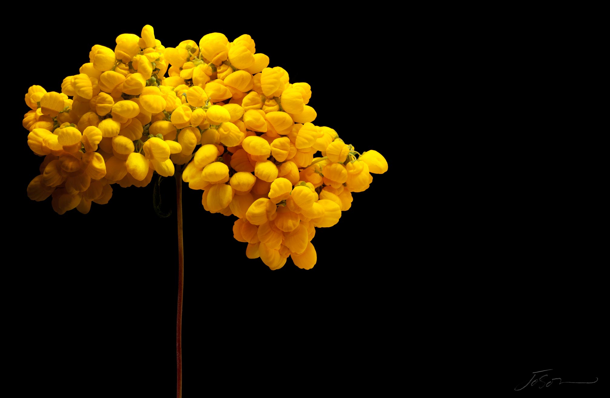 joSon_flower_fotanical_22.jpg