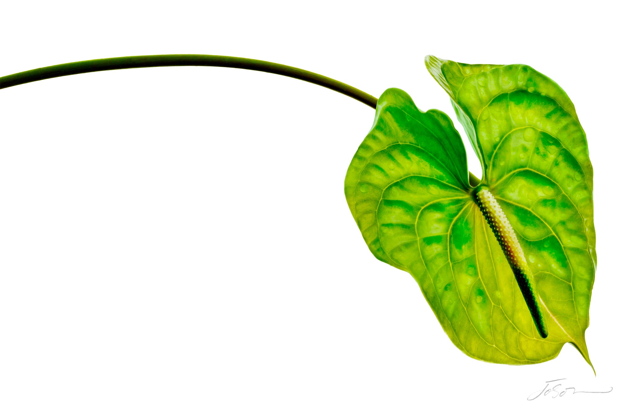 Yellow and green anthurium 