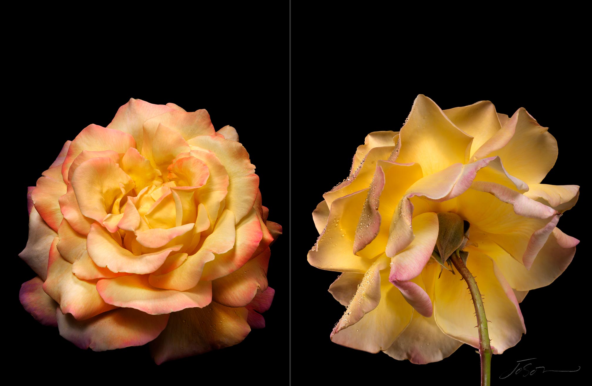 joSon_flower_fotanical_32.jpg