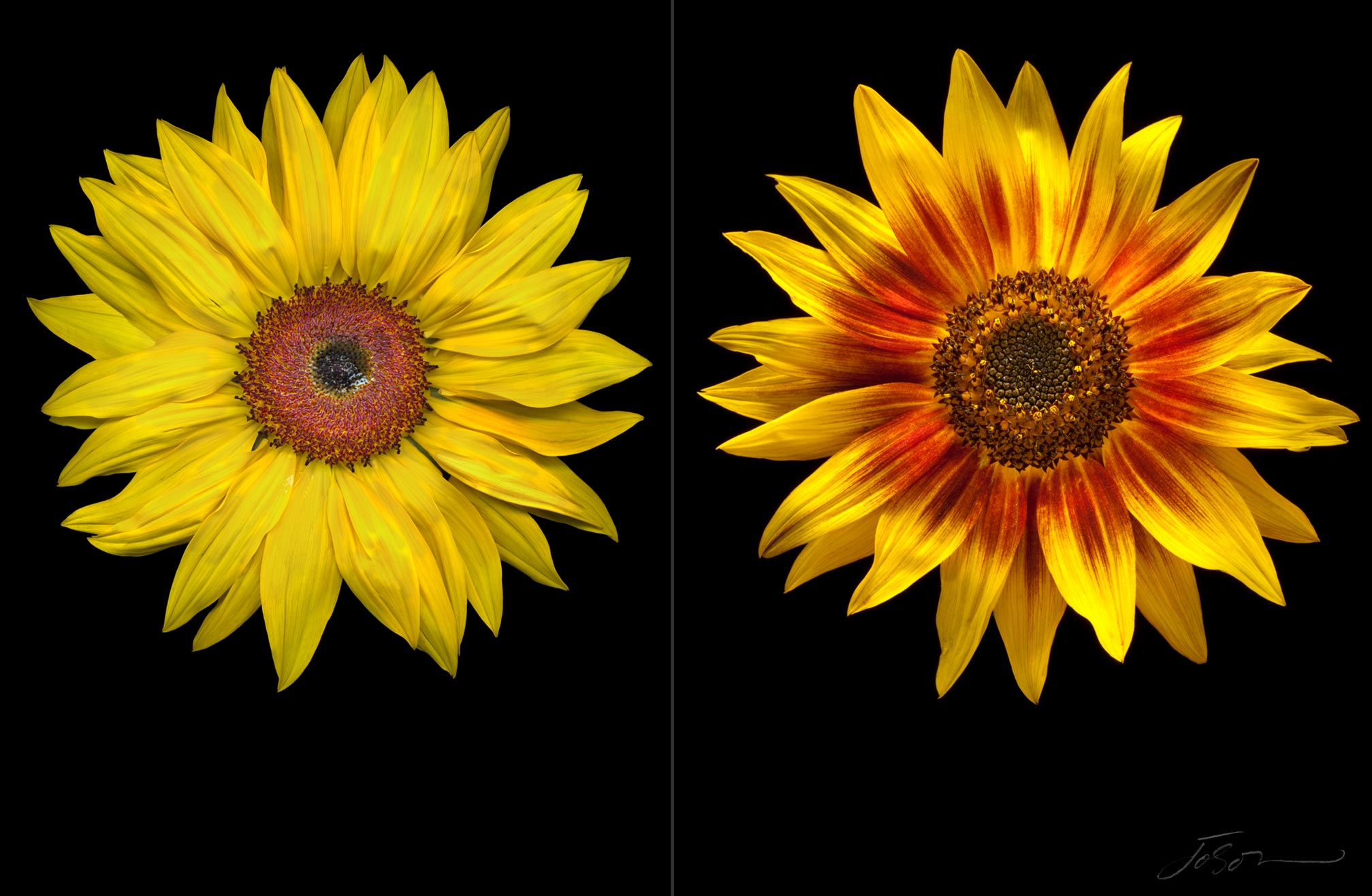 Sunflowers --Helianthus annuus by joSon