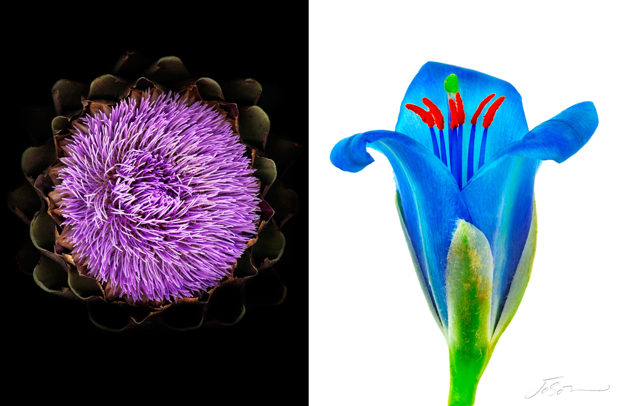 joSon_flower_fotanical_46.jpg