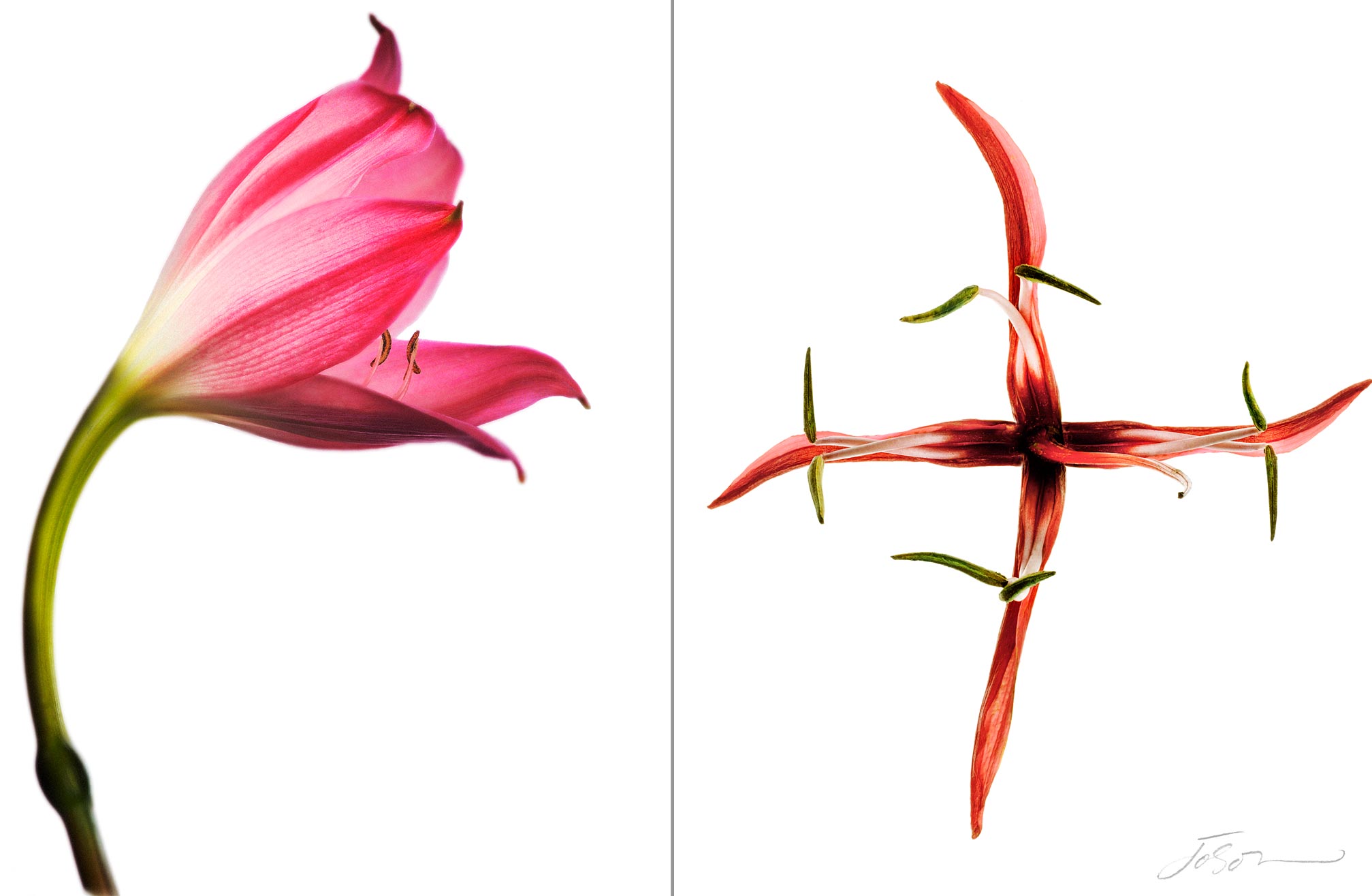 joSon_flower_fotanical_53.jpg