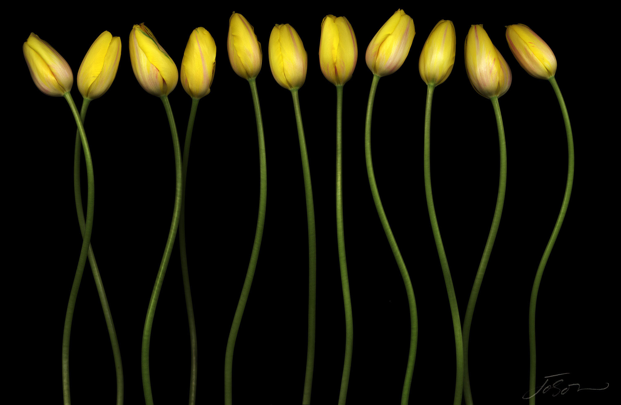 joSon_tulip_08.jpg