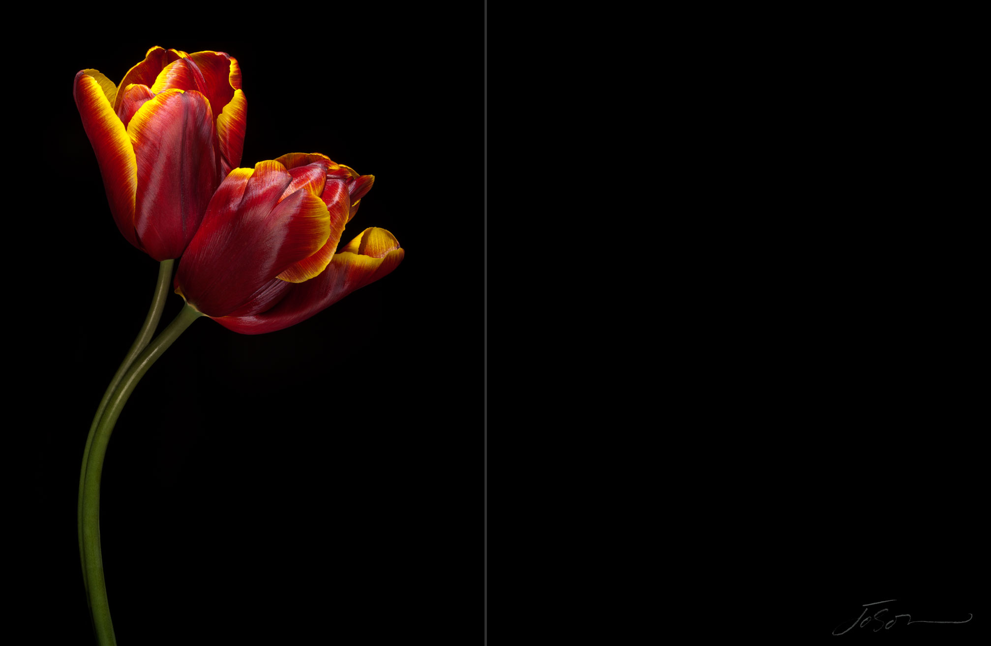 joSon_tulip_09.jpg