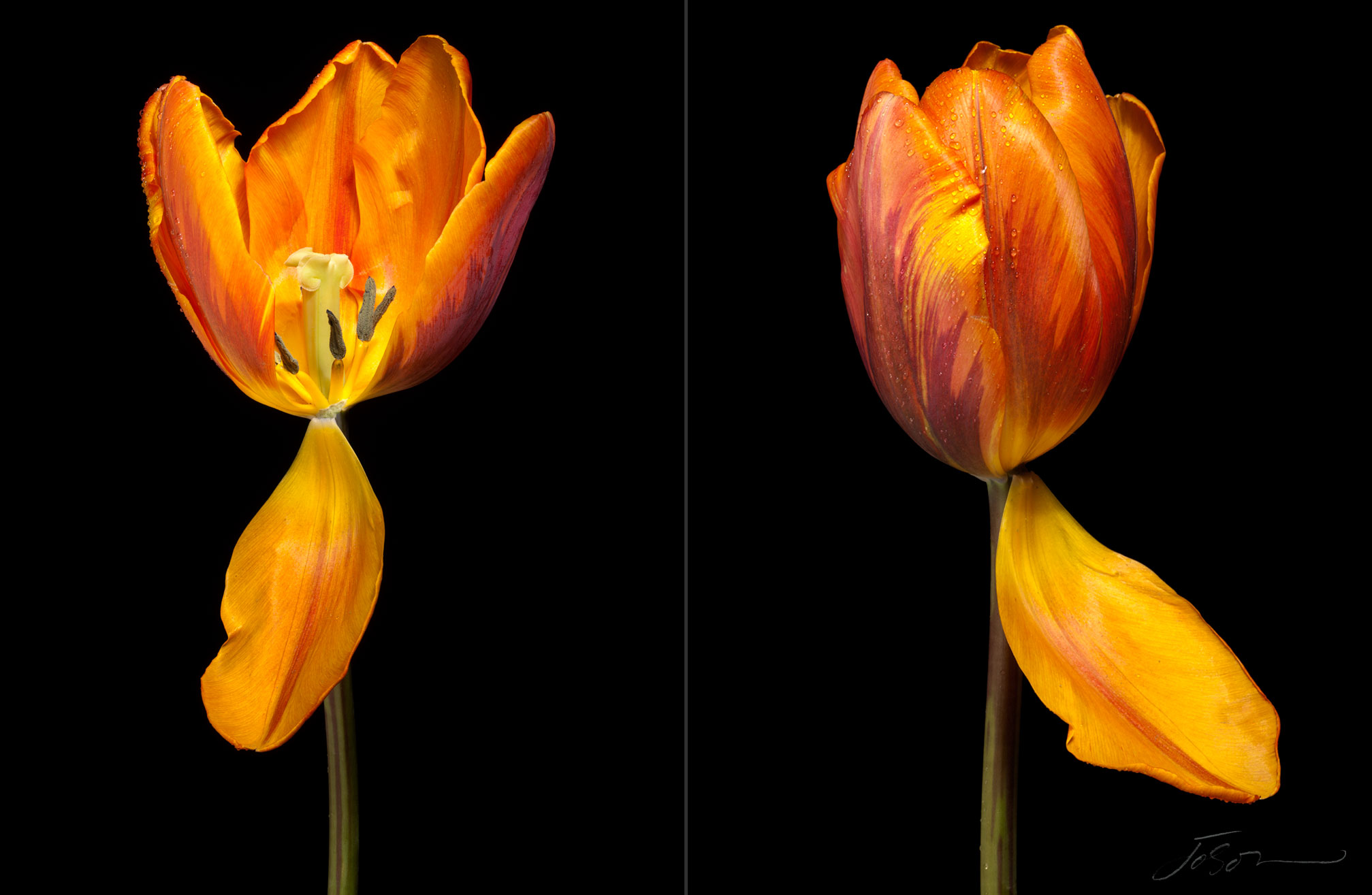 joSon_tulip_11.jpg