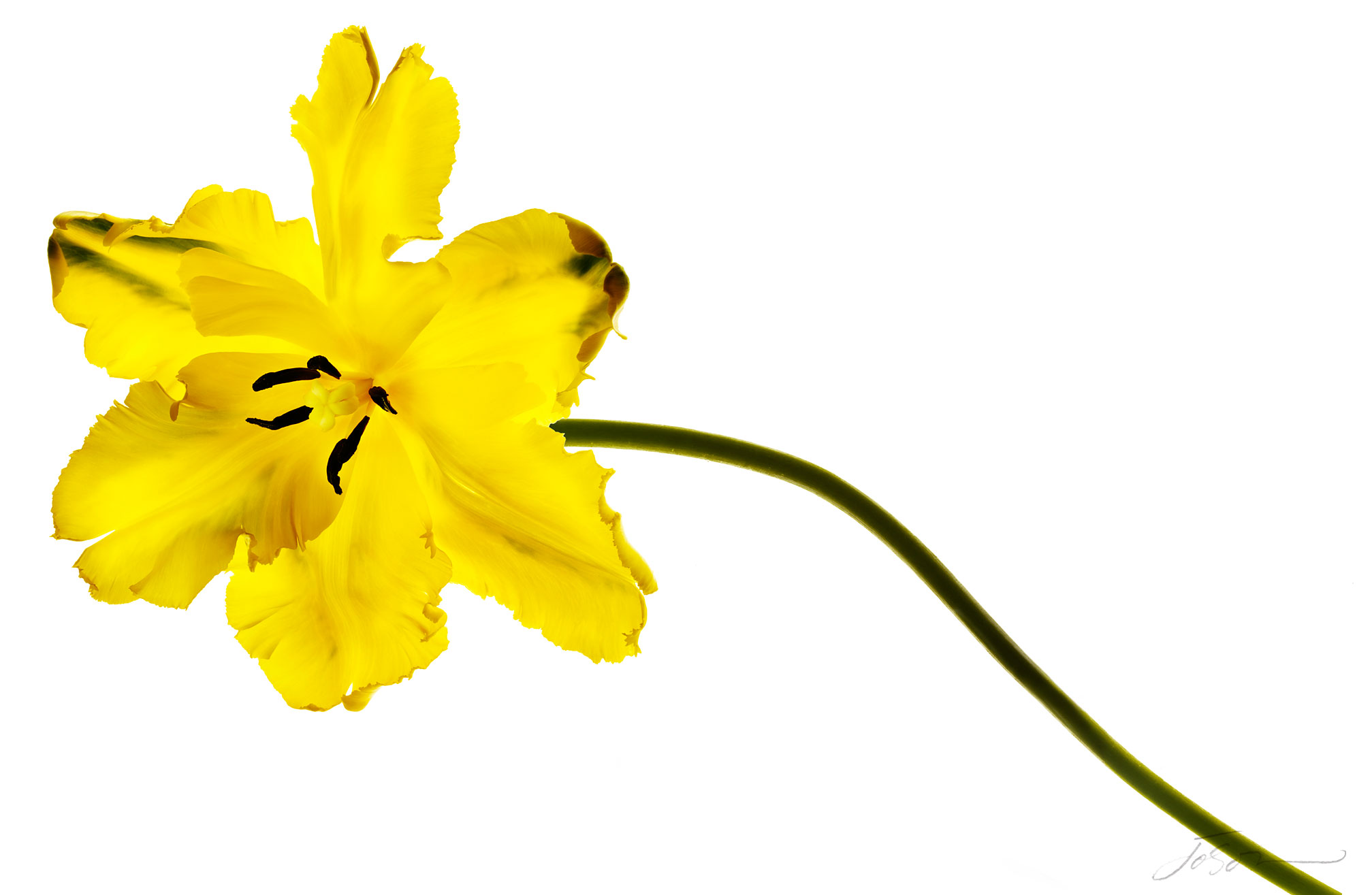 joSon_tulip_14.jpg