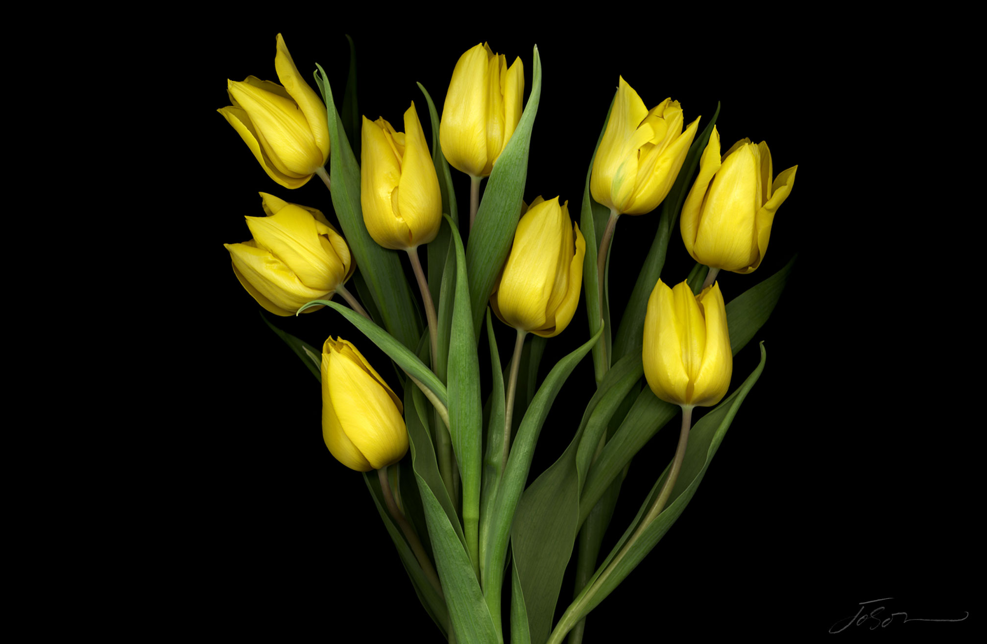 joSon_tulip_16.jpg