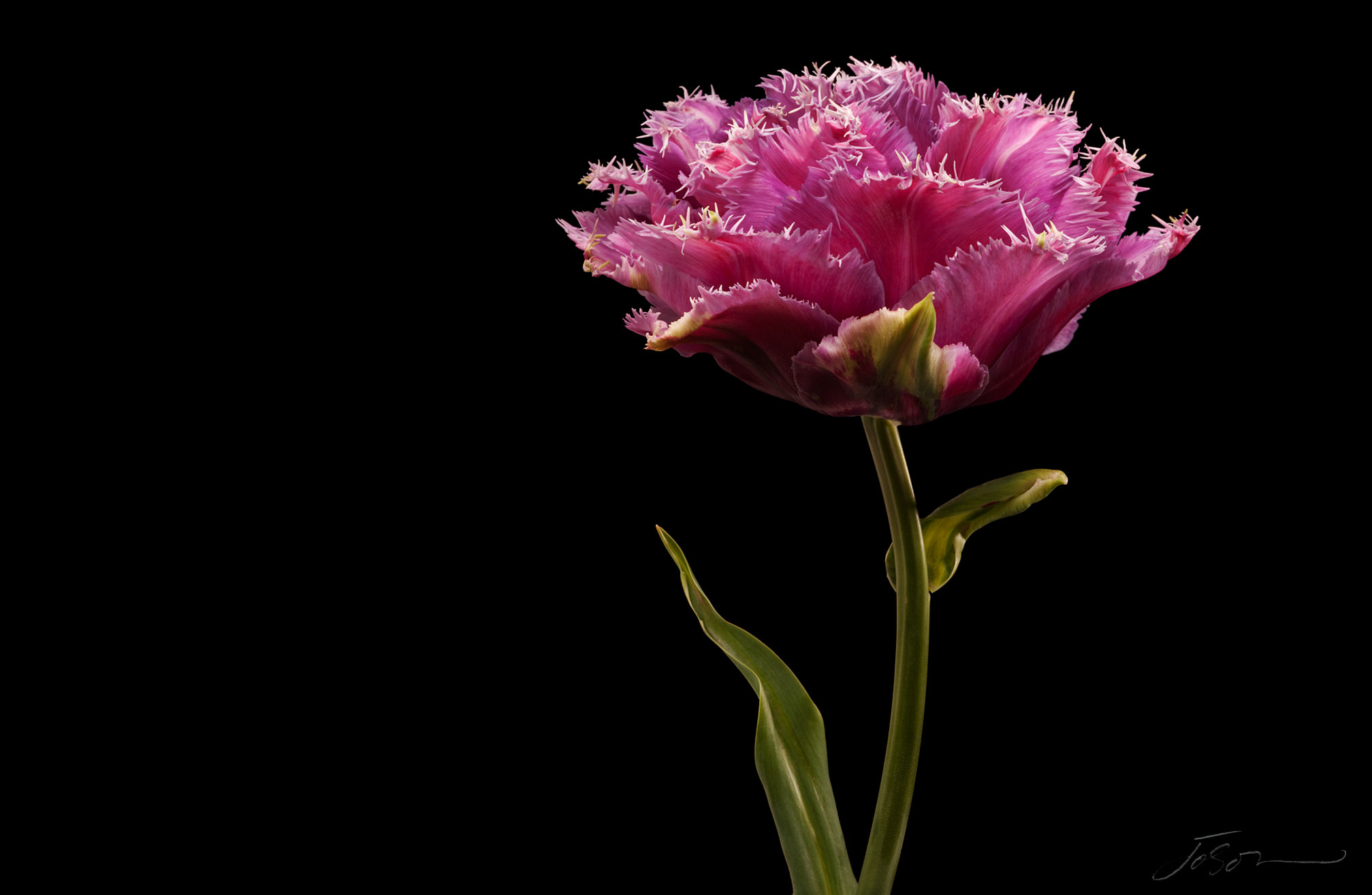 joSon_tulip_17.jpg