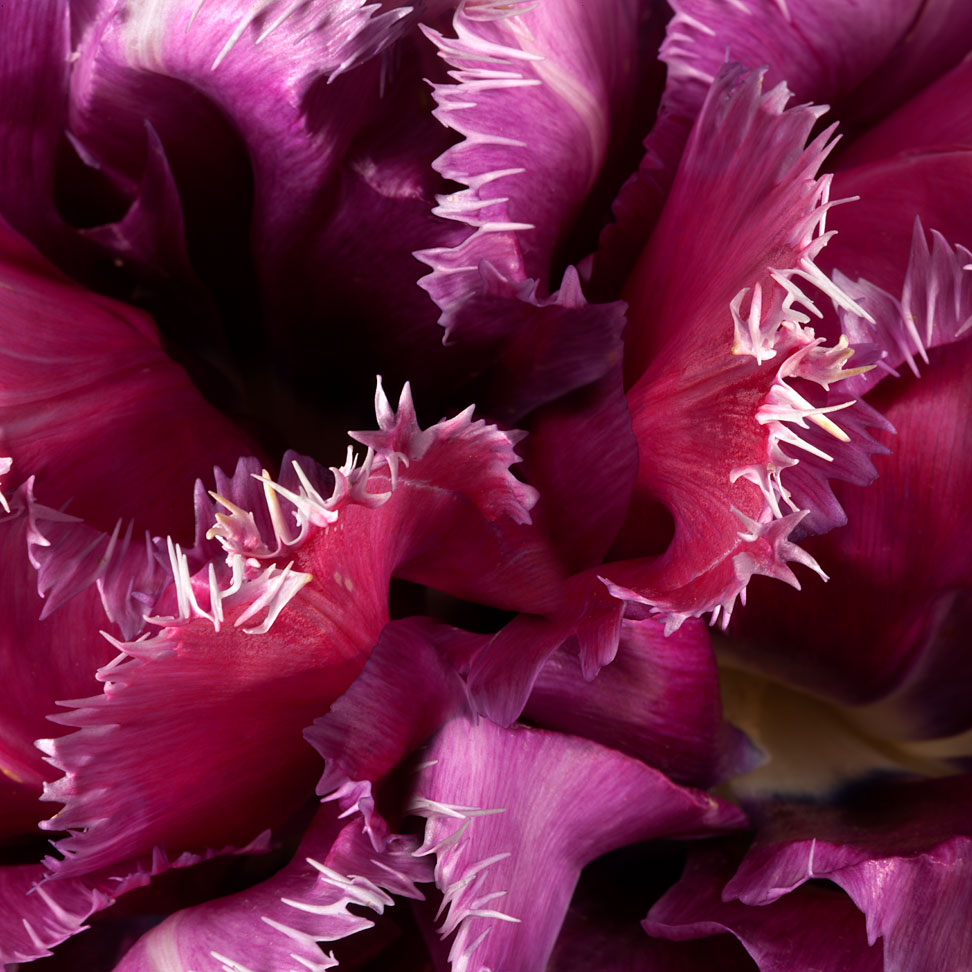 joSon_tulip_18.jpg