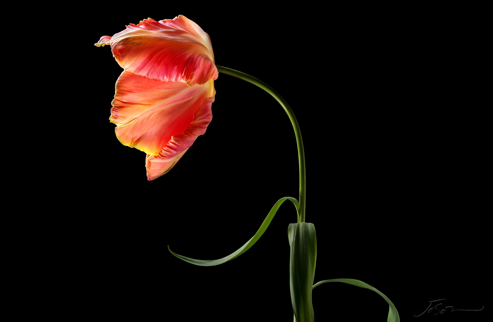 joSon_tulip_21.jpg