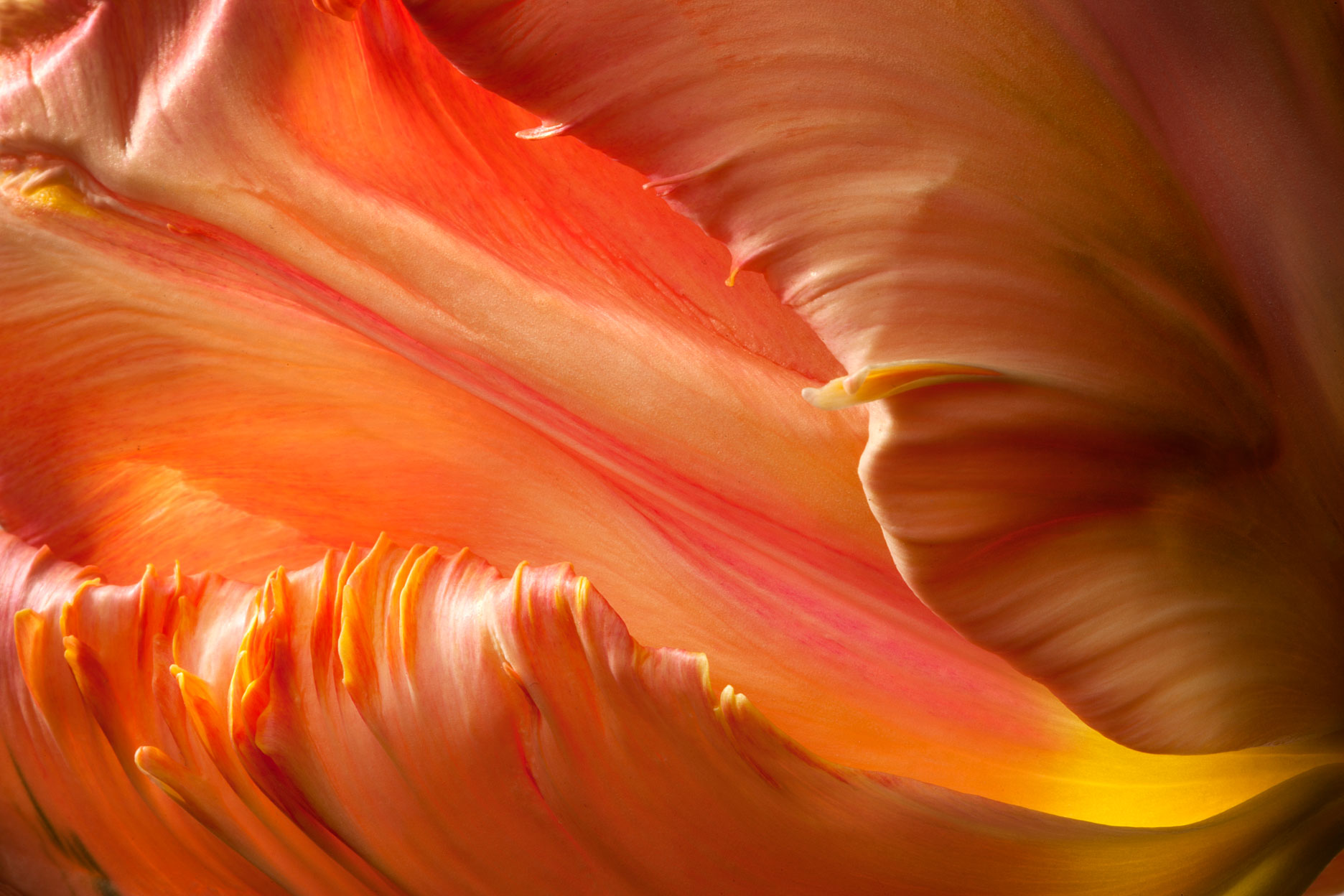 joSon_tulip_22.jpg