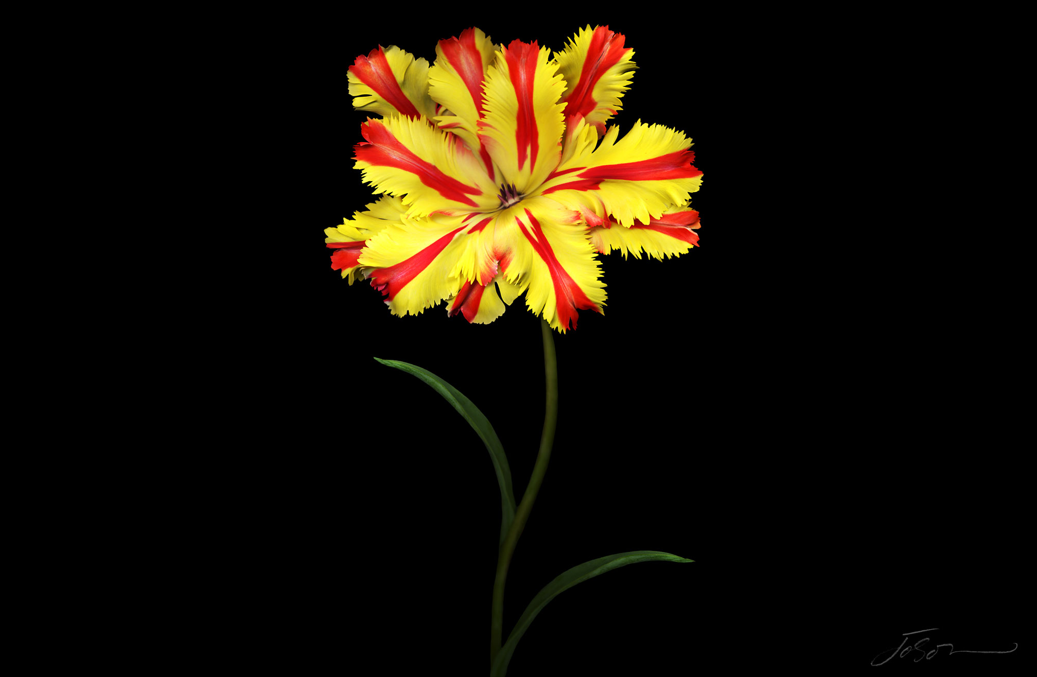 Flame Tulip (Tulipa sp.) # 4