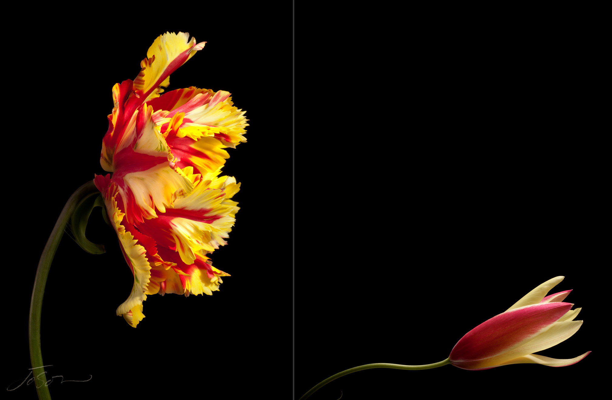 joSon_tulip_28.jpg