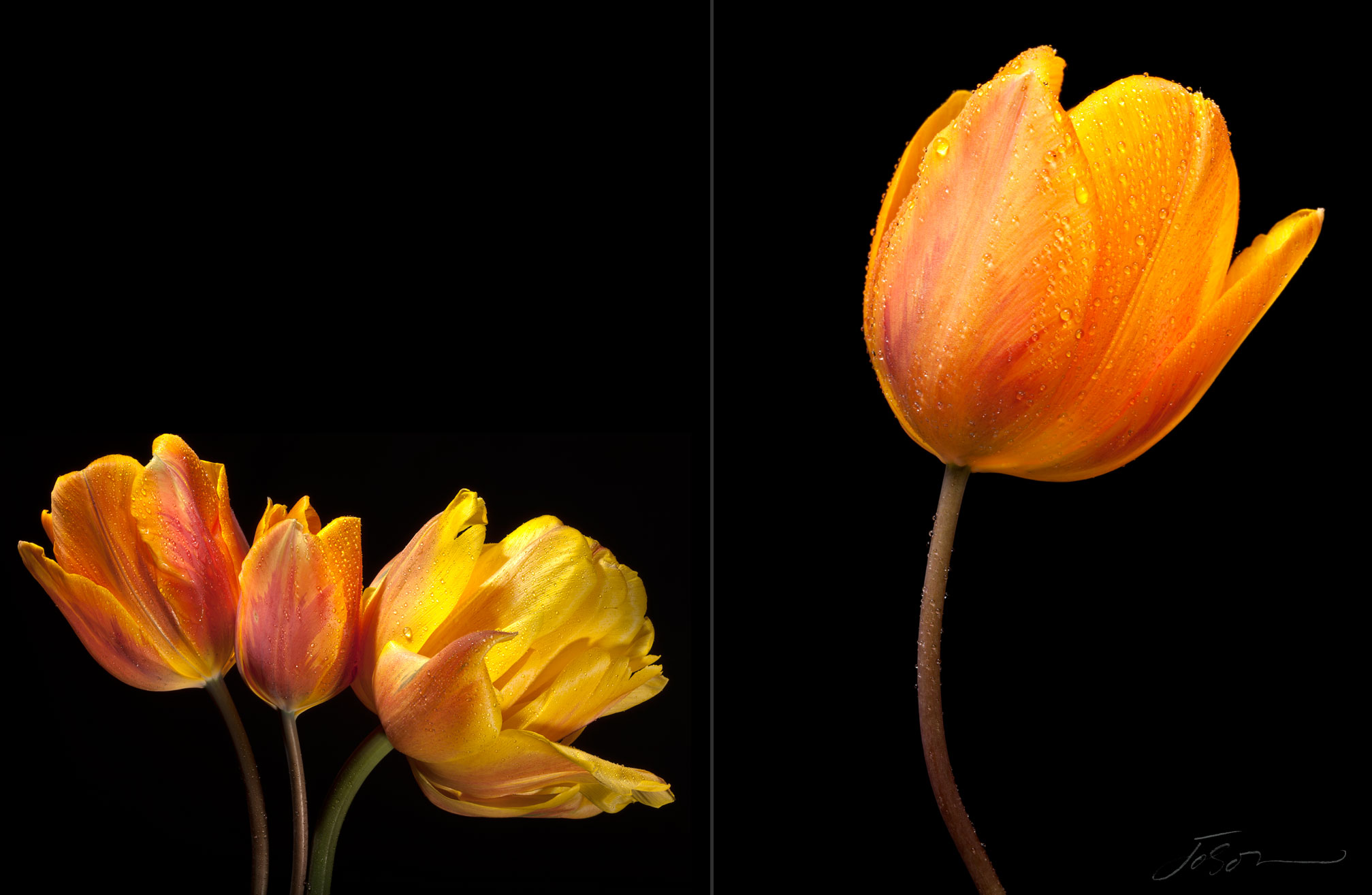 joSon_tulip_29.jpg