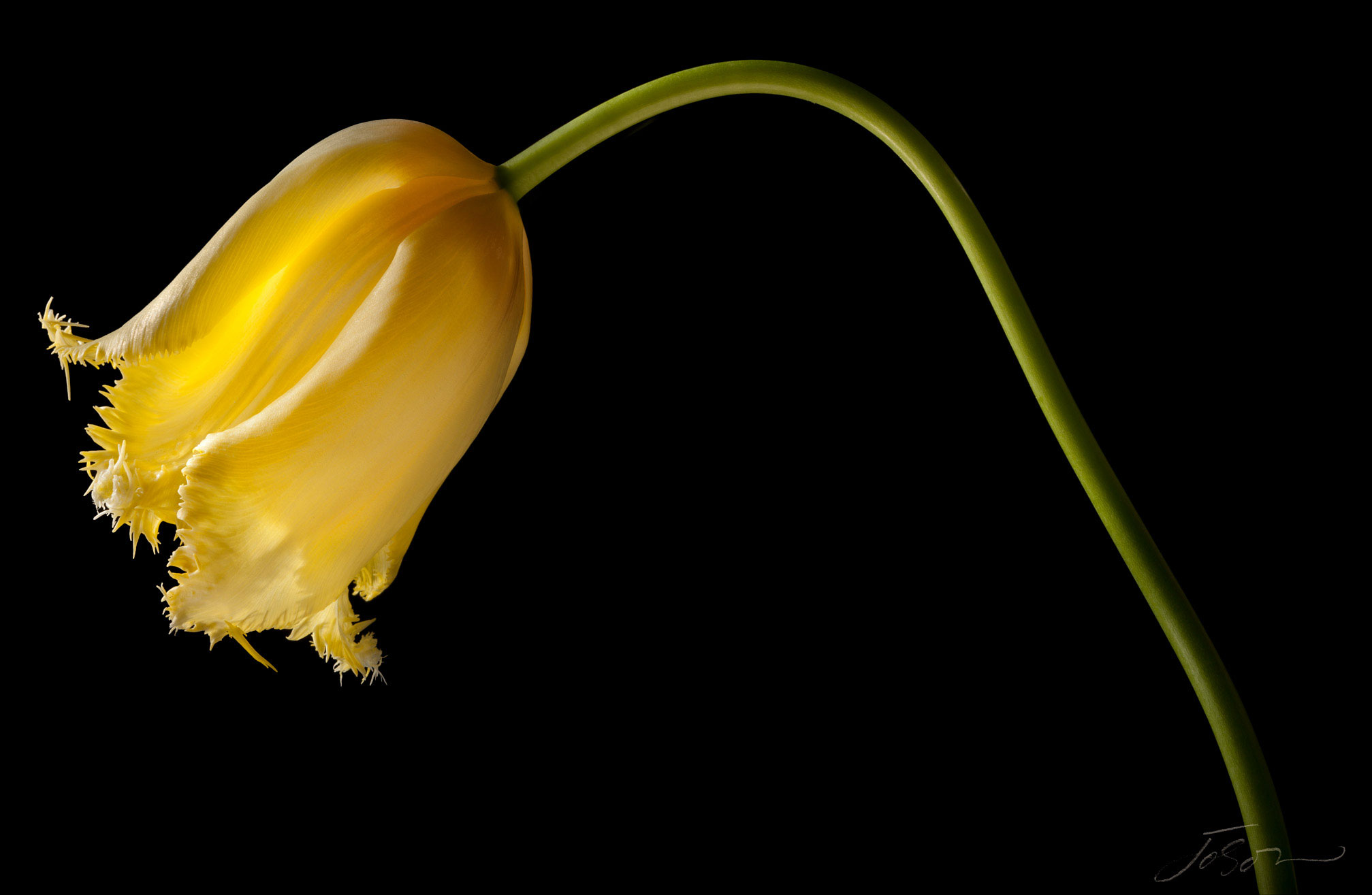 Maja Tulip-(Tulipa ‘Maja’)