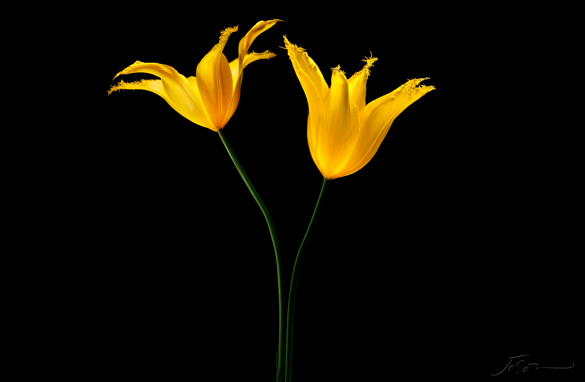 joSon_tulip_34.jpg
