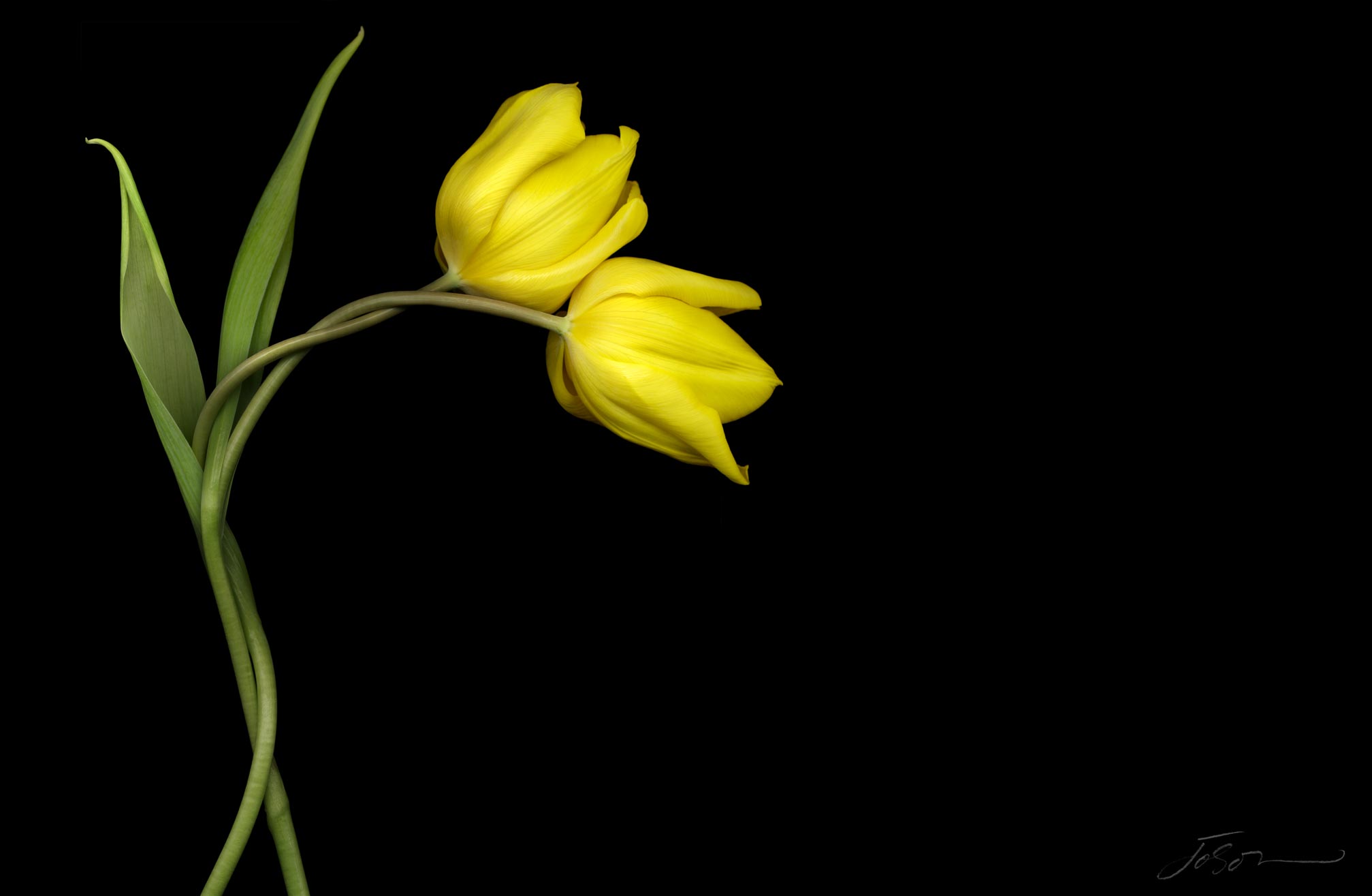 joSon_tulip_44.jpg
