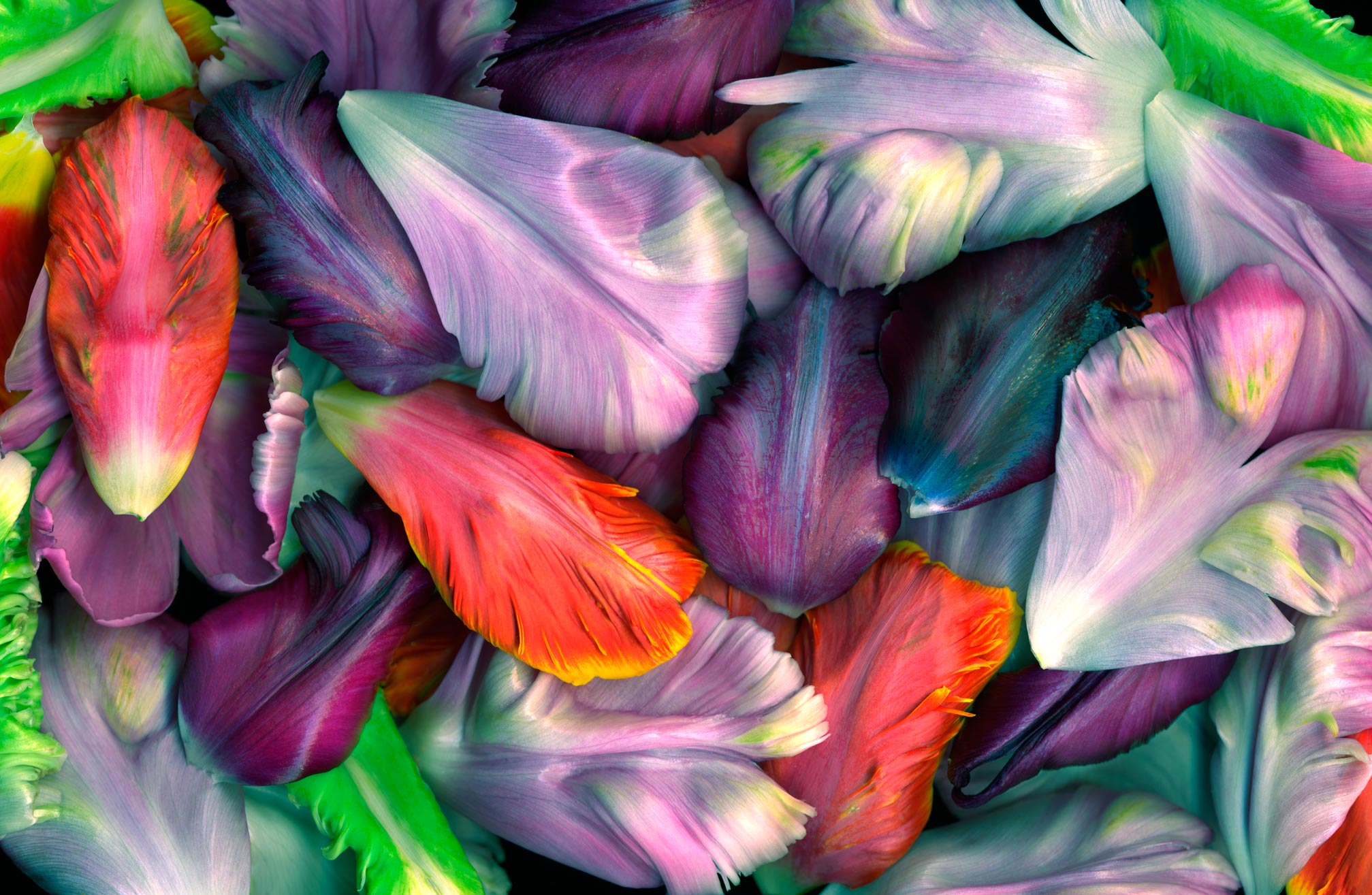 joSon_tulip_45.jpg