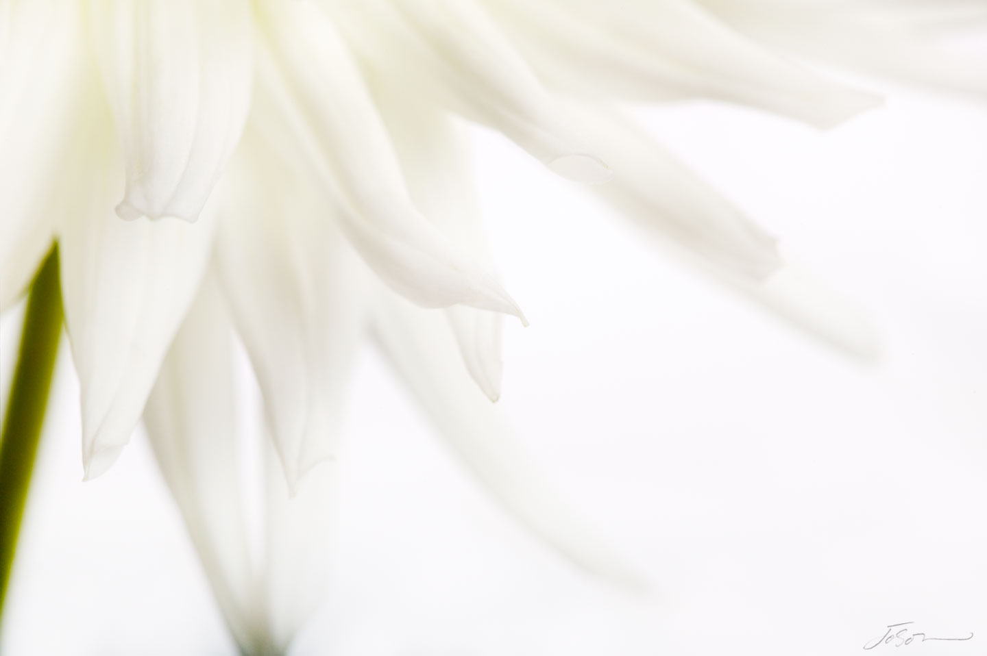 Dahlia 3--Abridge Natalie by joSon